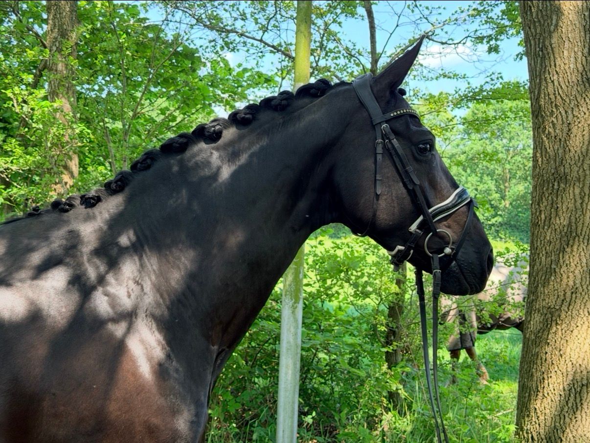 kwpn dressuurpaard merrie 8 anni zwart in vendita - Foto 4