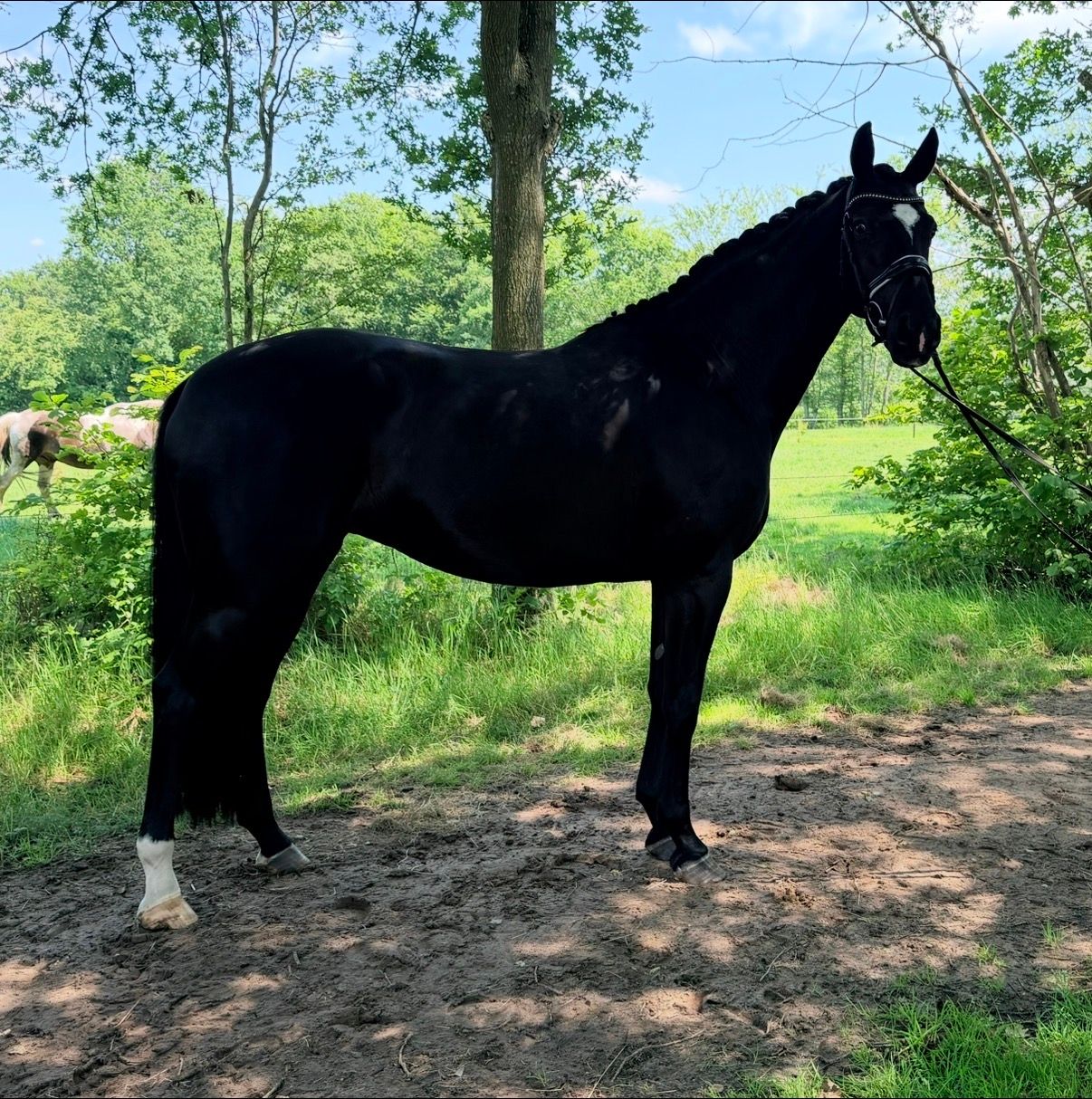 kwpn dressuurpaard merrie 8 anni zwart in vendita - Foto 2