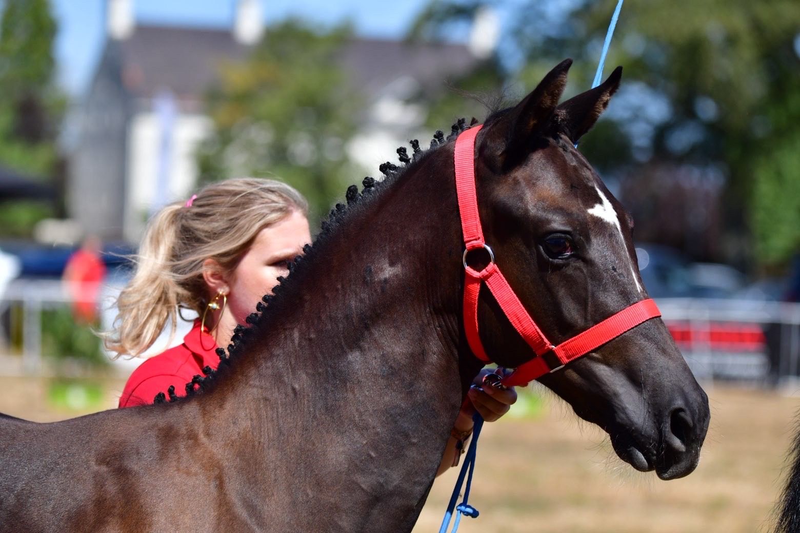 dressuurpaard hengst للبيع - صورة 2