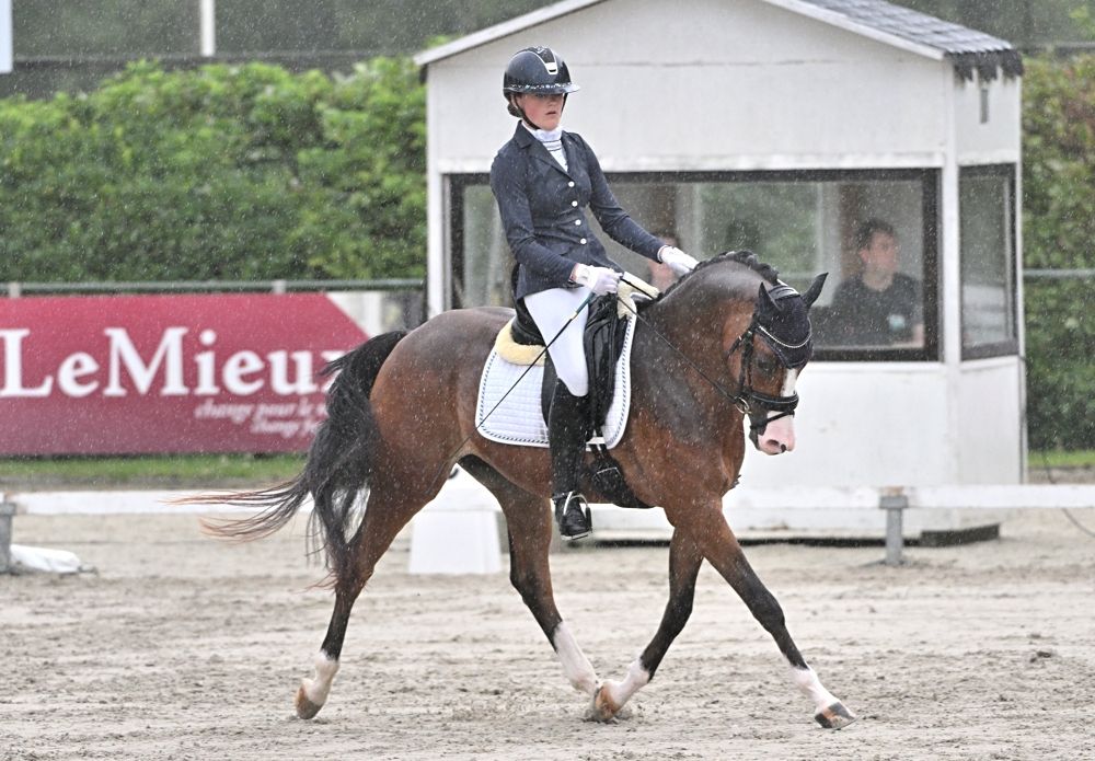 nrps dressuurpony ruin 7 vuotta bruin myytävänä - Kuva 3