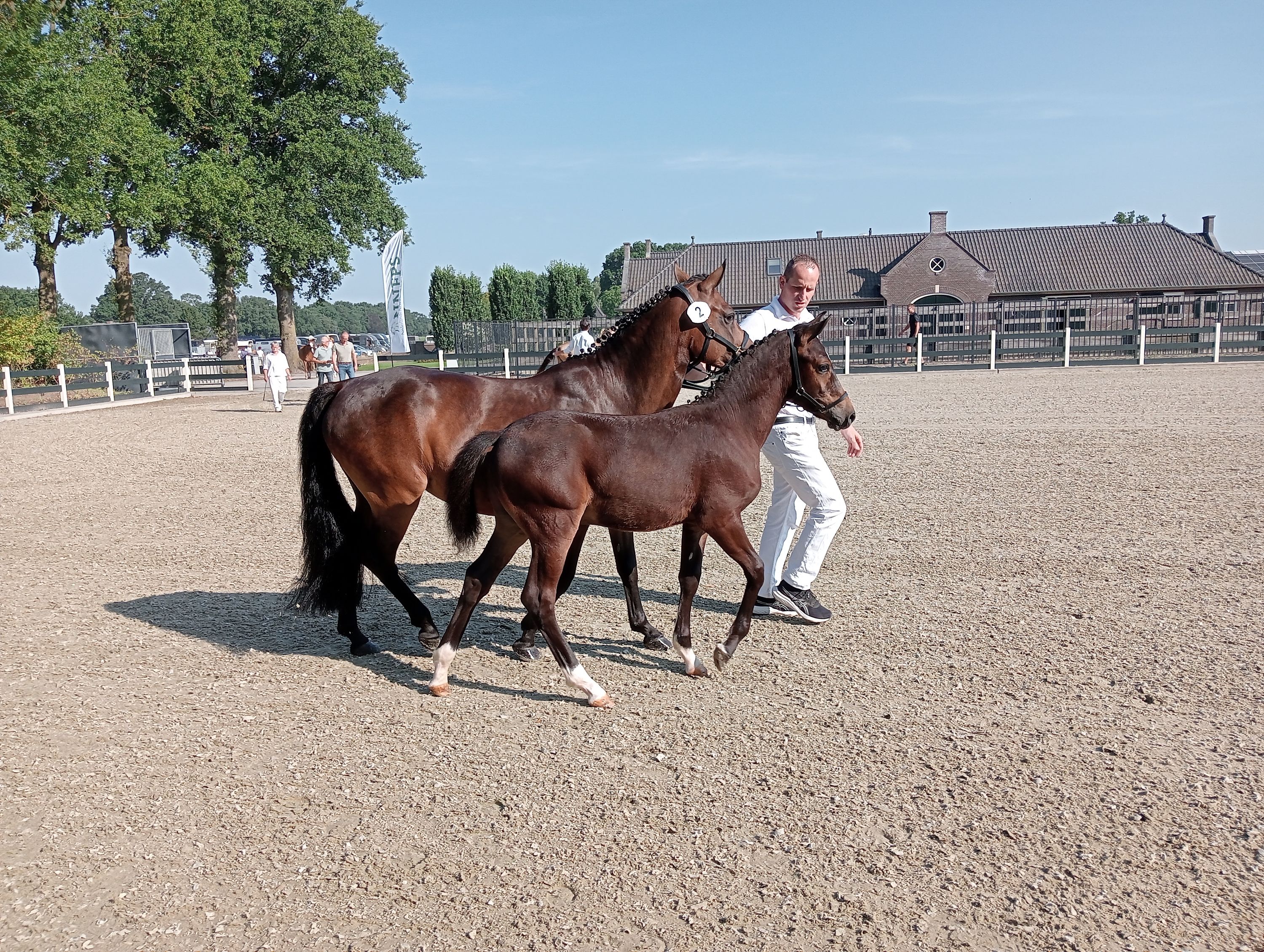 new-forest allround-pony hengst 0 år bruin til salg - Foto 3