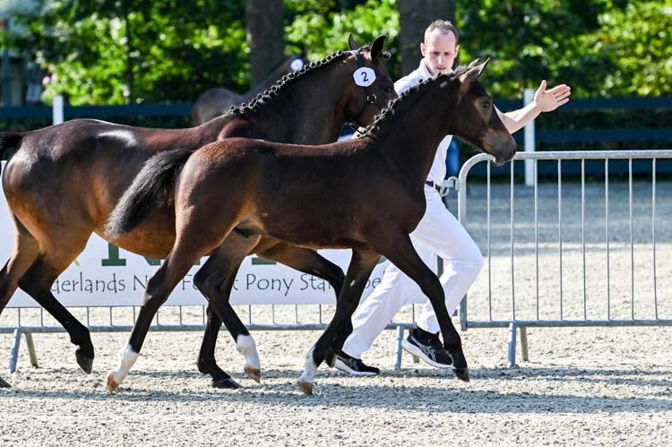 new-forest allround-pony hengst 0 år bruin til salg - Foto 2