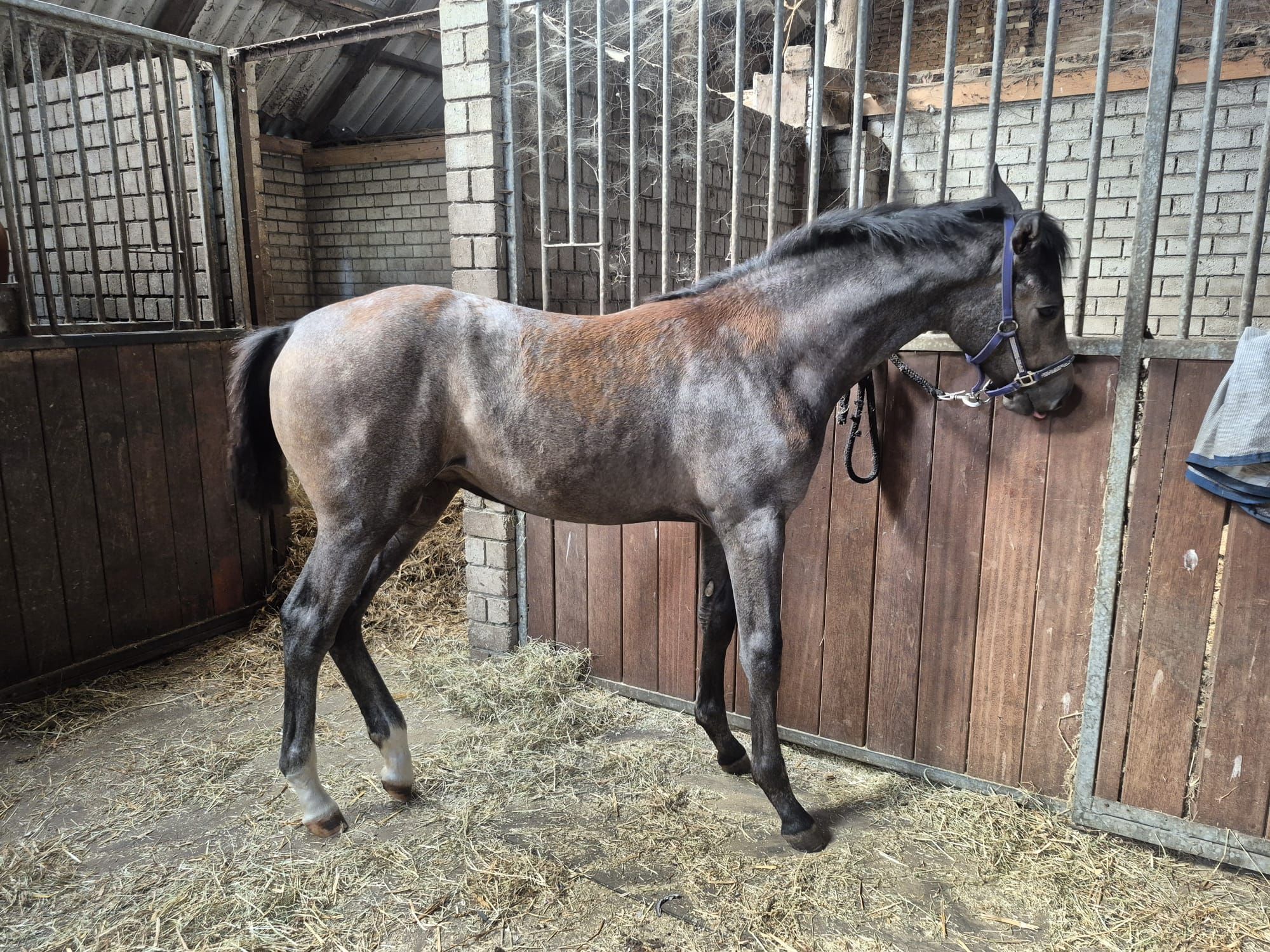 kwpn springpaard merrie 0 años schimmel en venta - Foto 3