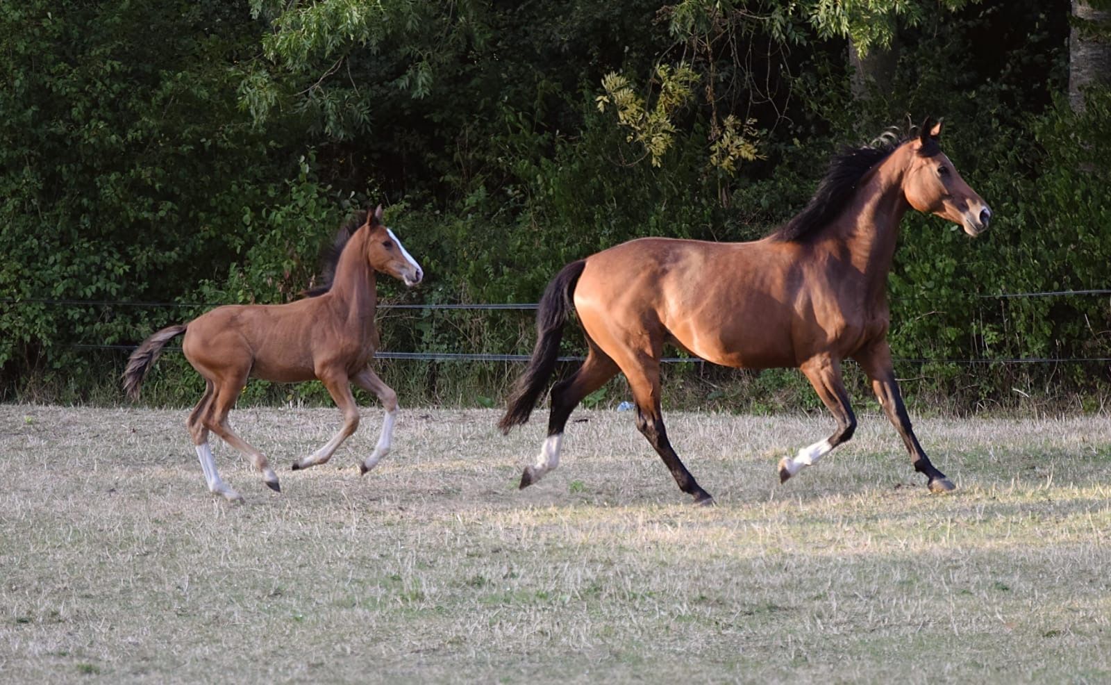 kwpn dressuurpaard hengst 0 سنوات bruin للبيع - صورة 4