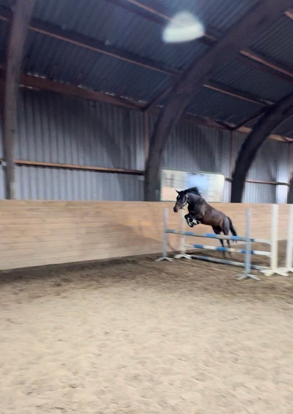 duitse-rijpony allround-pony merrie 4 سنوات bruin للبيع - صورة 6