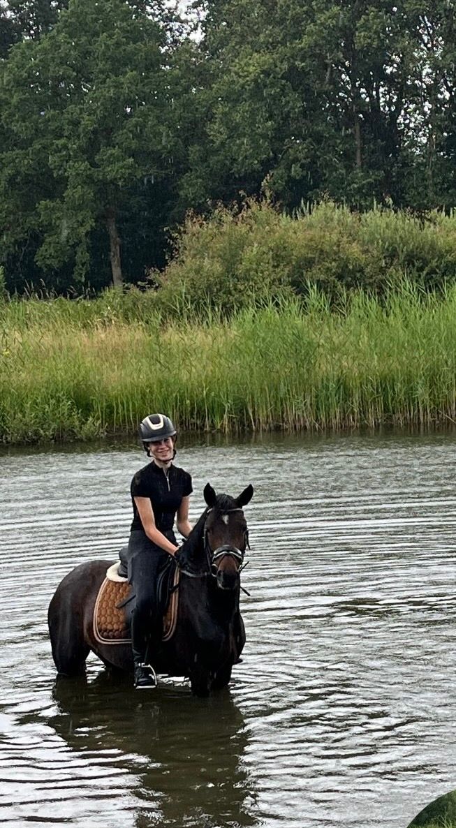 duitse-rijpony allround-pony merrie 4 سنوات bruin للبيع - صورة 5