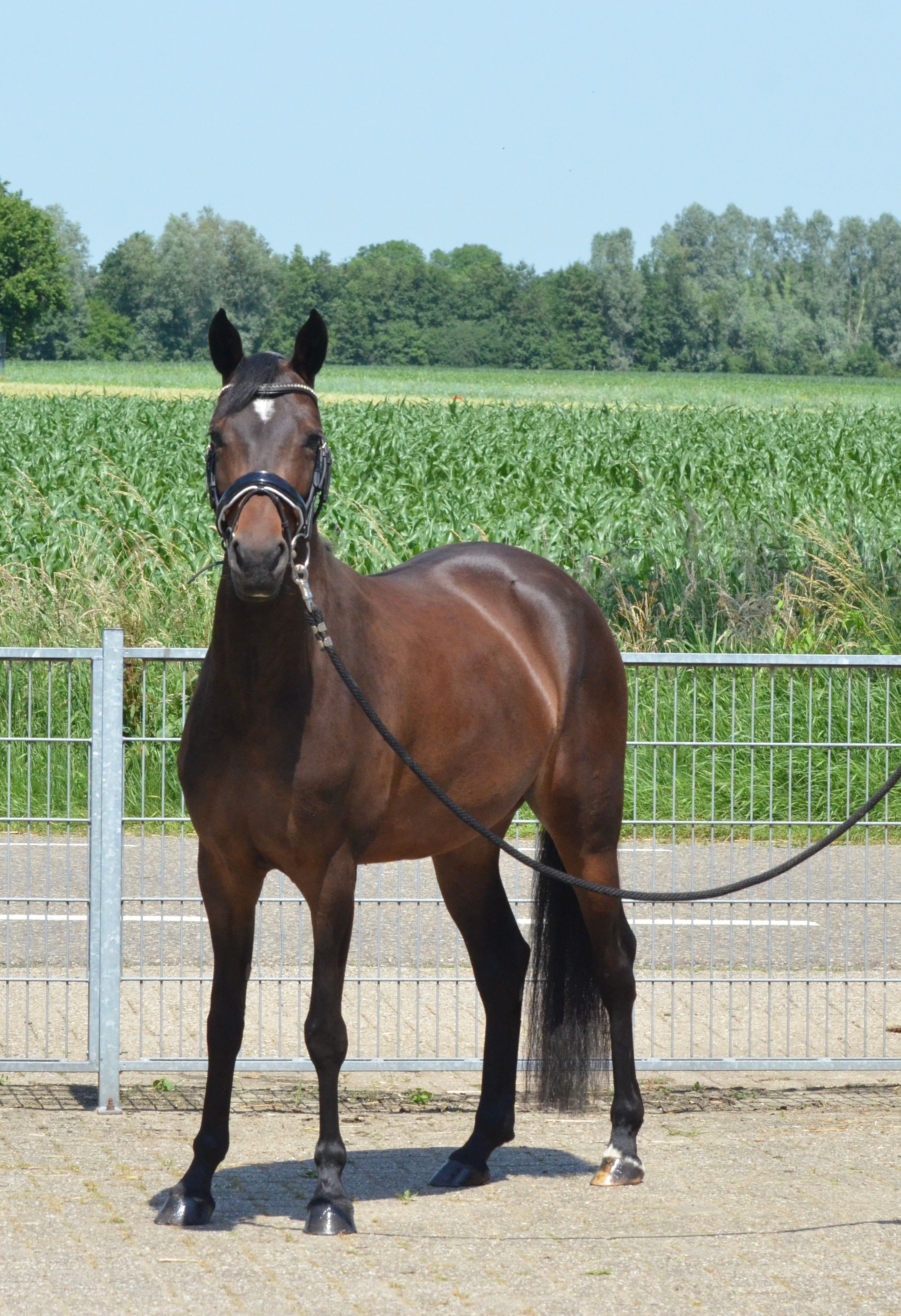 duitse-rijpony allround-pony merrie 4 سنوات bruin للبيع - صورة 3