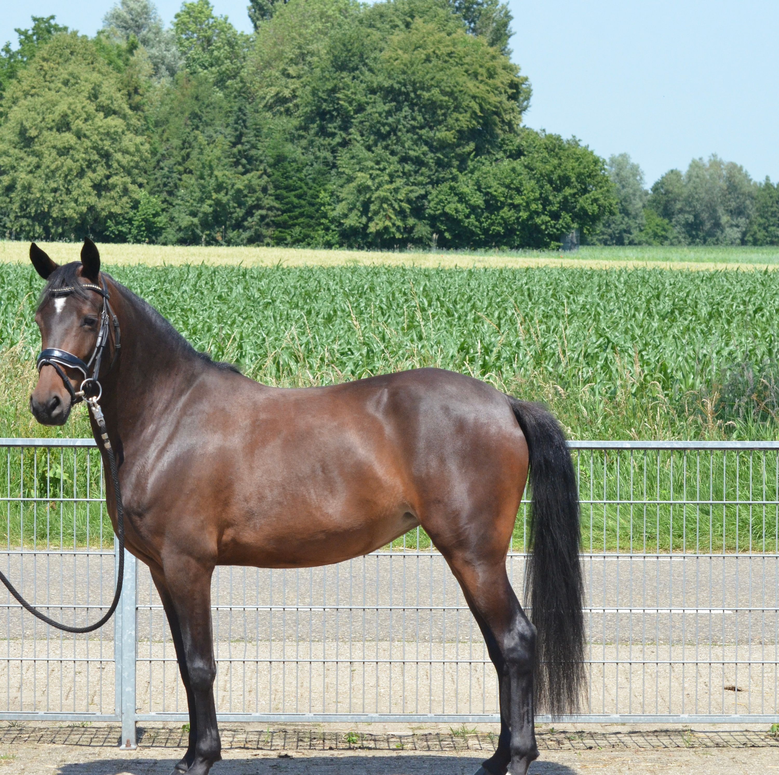duitse-rijpony allround-pony merrie 4 سنوات bruin للبيع - صورة 4
