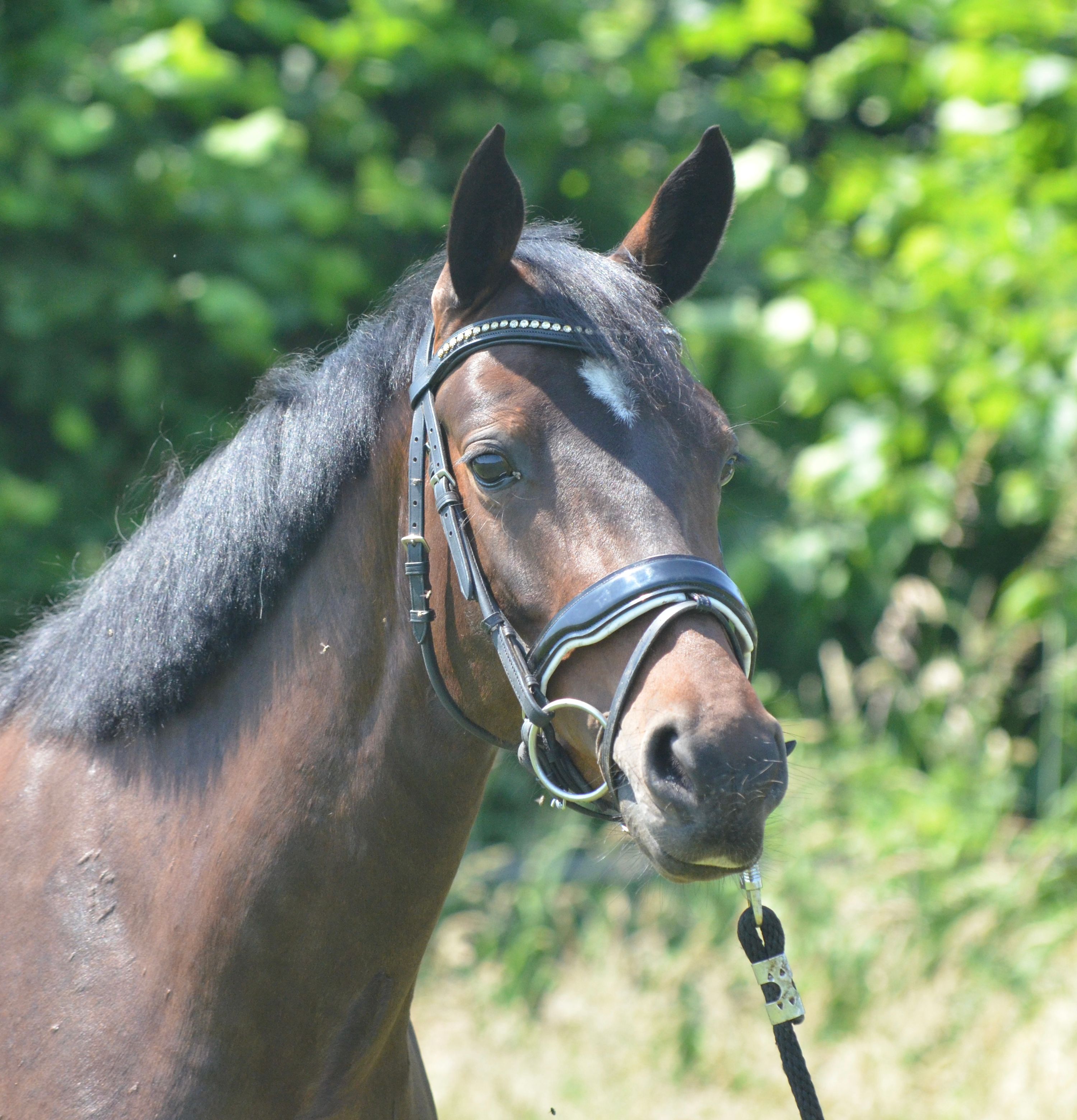 duitse-rijpony allround-pony merrie 4 سنوات bruin للبيع - صورة 2