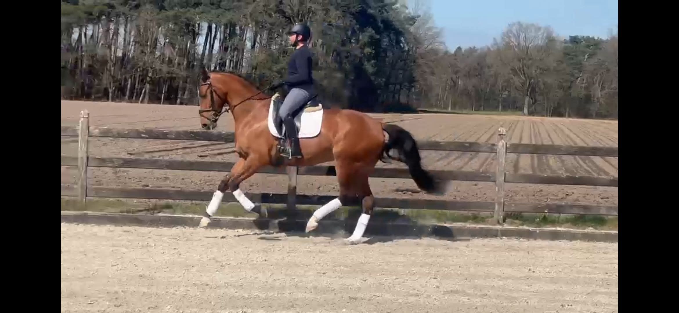 Jument de dressage KWPN de 4 ans – Kjento x Ferdinand