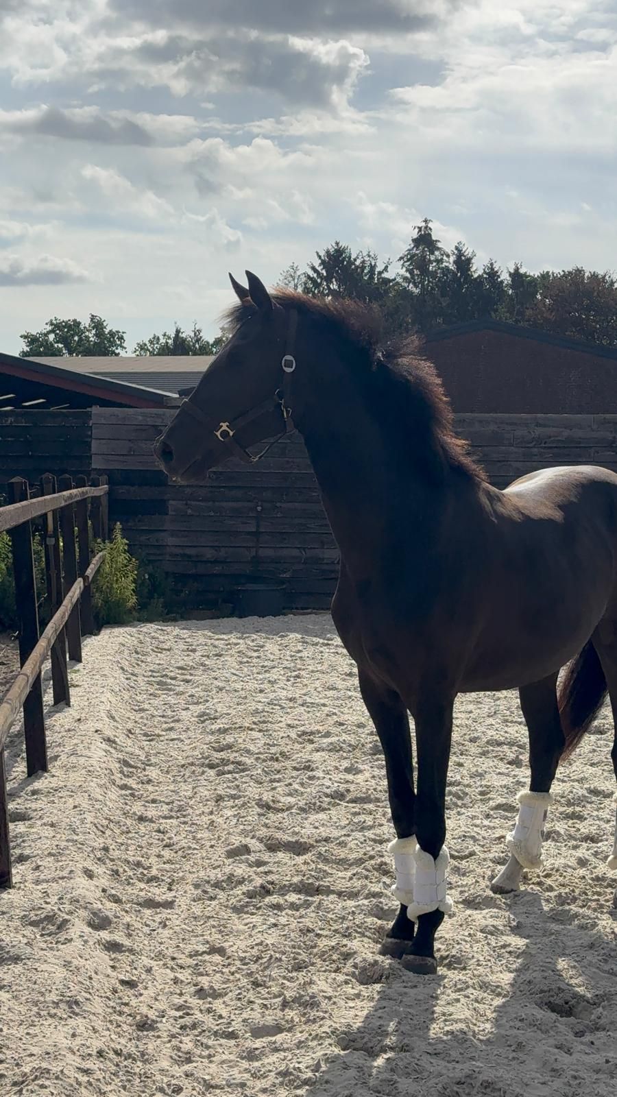 Belle jument talentueuse de 2,5 ans
