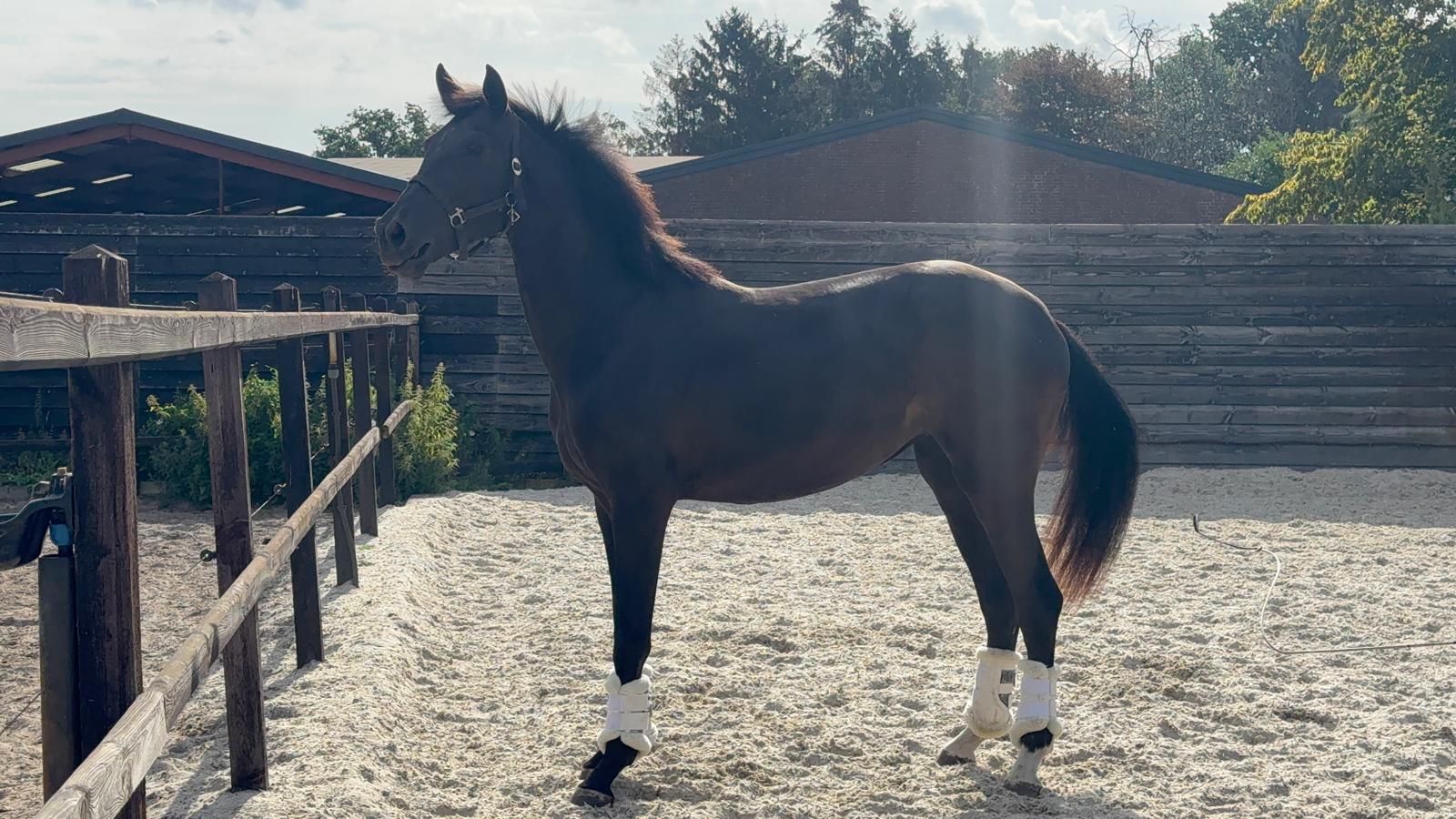 kwpn dressuurpaard merrie 2 anos zwart à venda - Foto 2