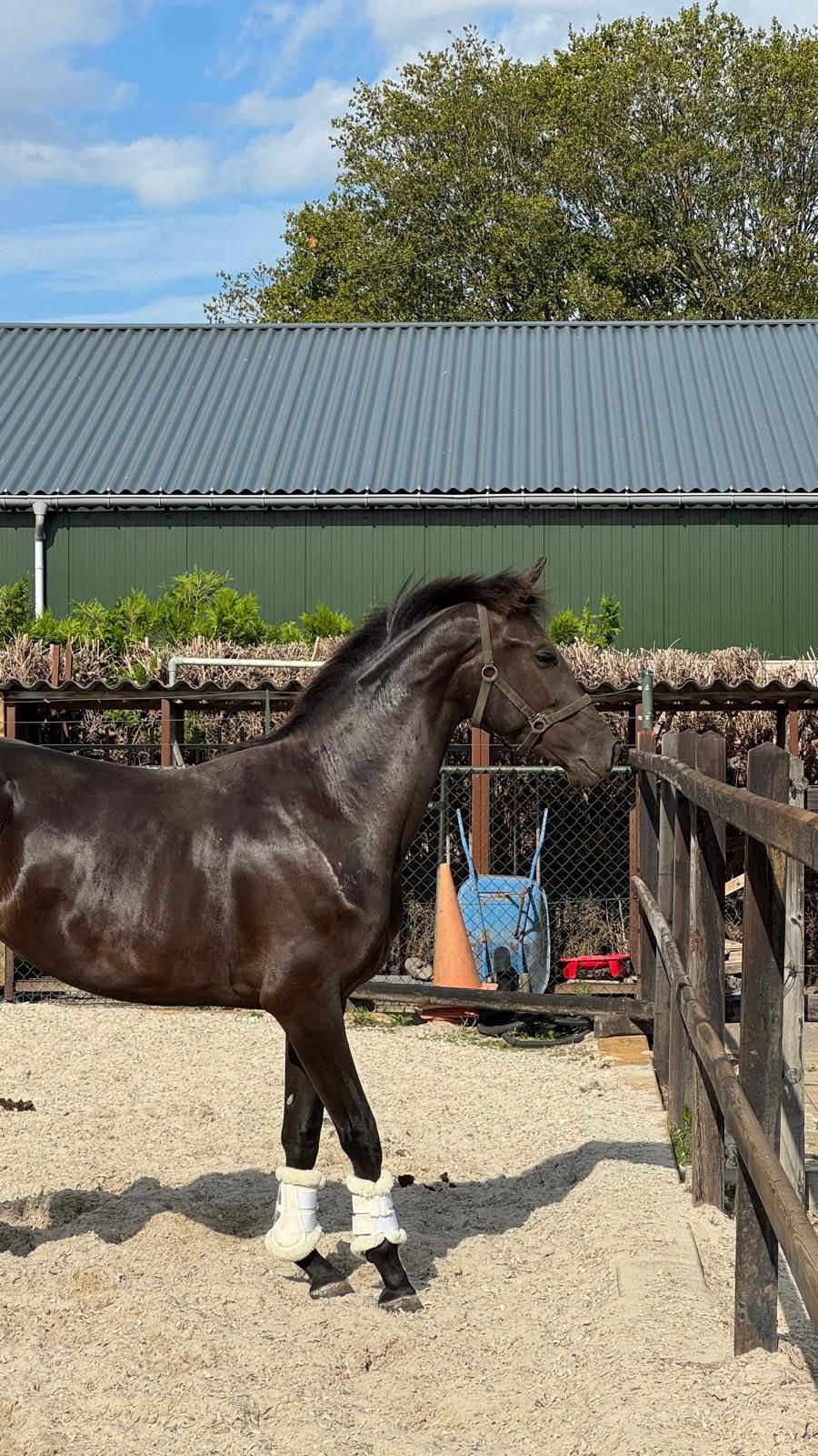 kwpn dressuurpaard merrie 2 anos zwart à venda - Foto 3