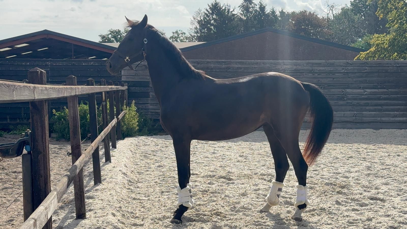 kwpn dressuurpaard merrie 2 anos zwart à venda - Foto 4