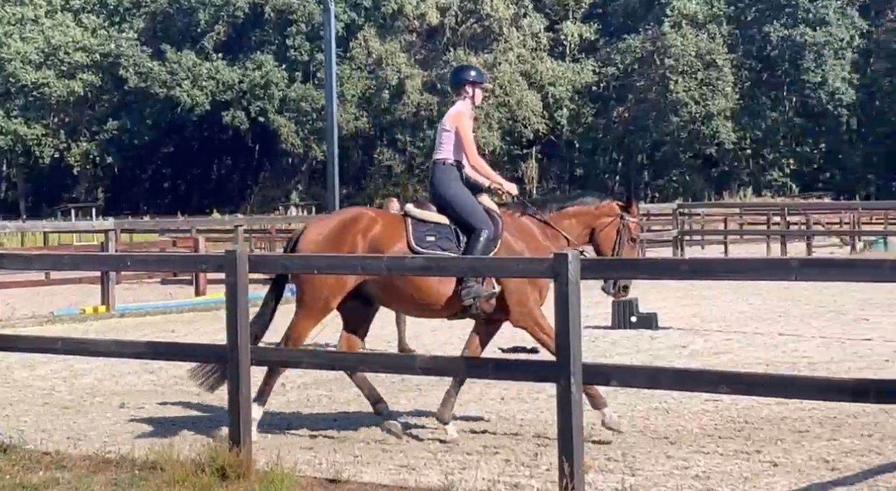 anglo-europees springpaard merrie 3 سنوات bruin للبيع - صورة 4