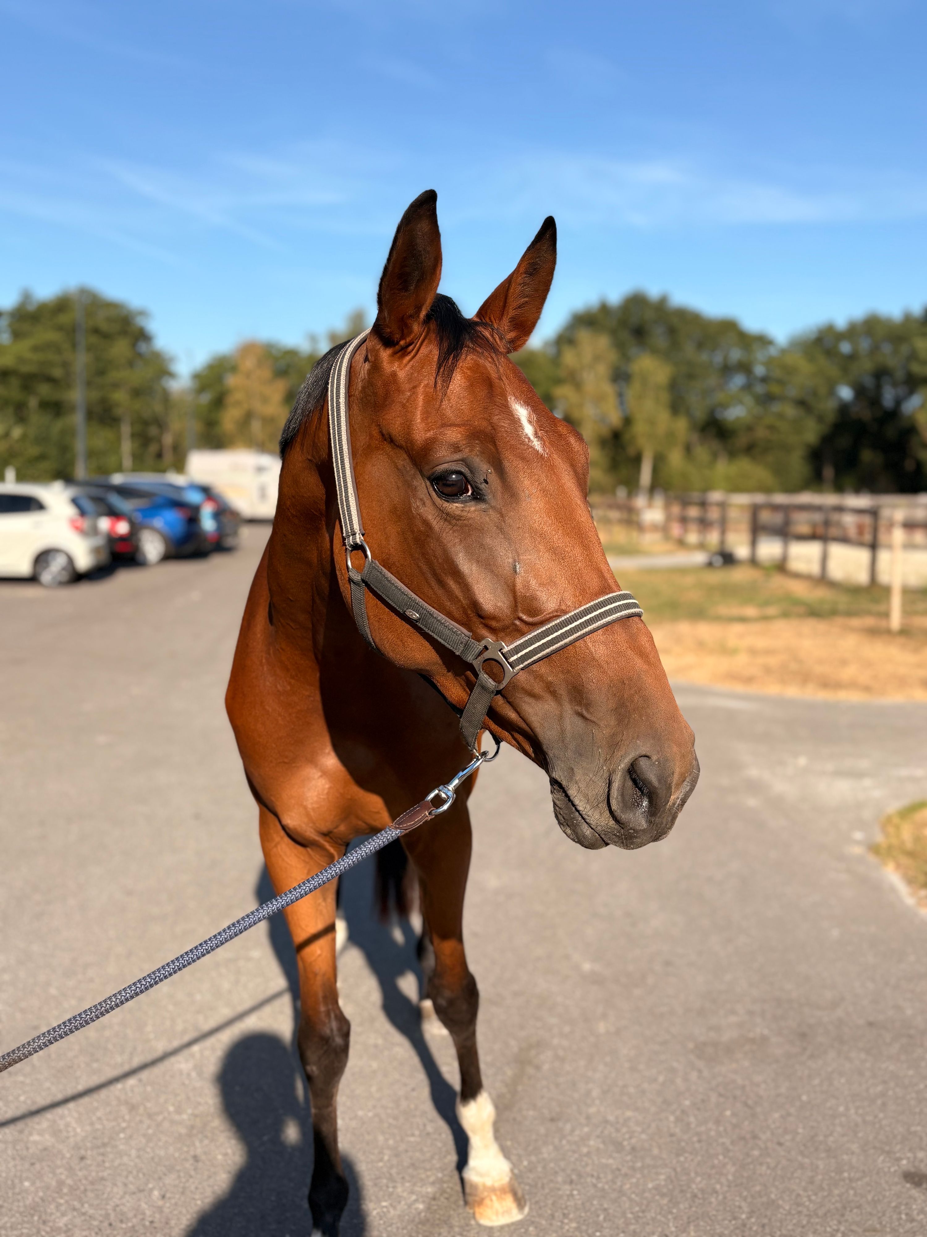 anglo-europees springpaard merrie 3 سنوات bruin للبيع - صورة 2