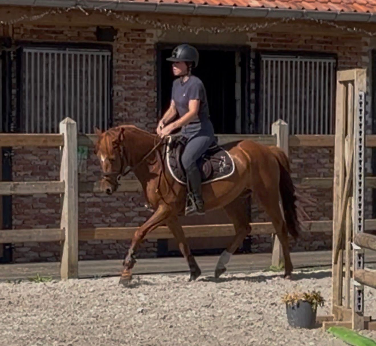 Sporty 5-year-old D-pony