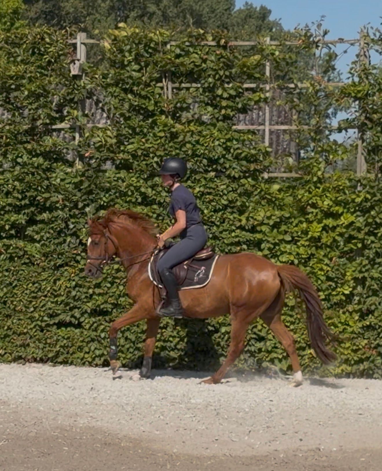 sbs springpony ruin 5 years old vos for sale - Photo 2