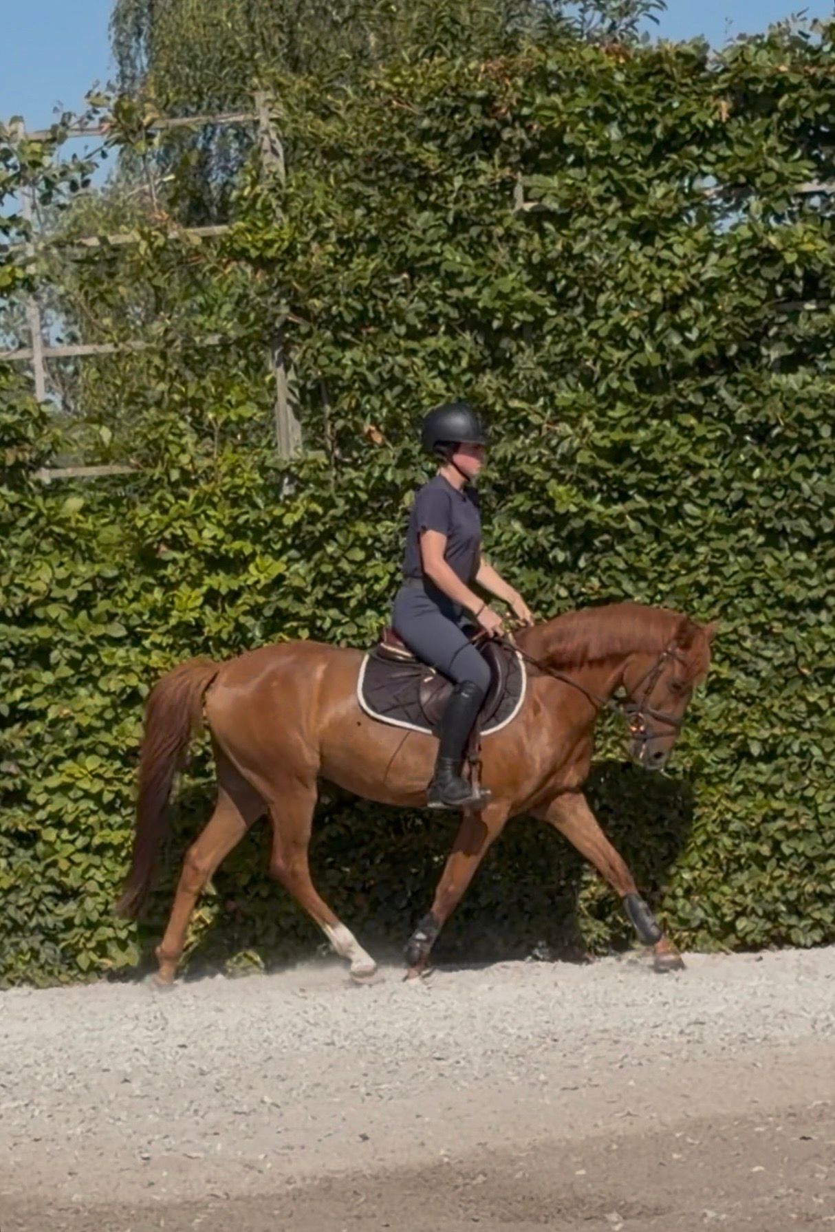 sbs springpony ruin 5 years old vos for sale - Photo 3