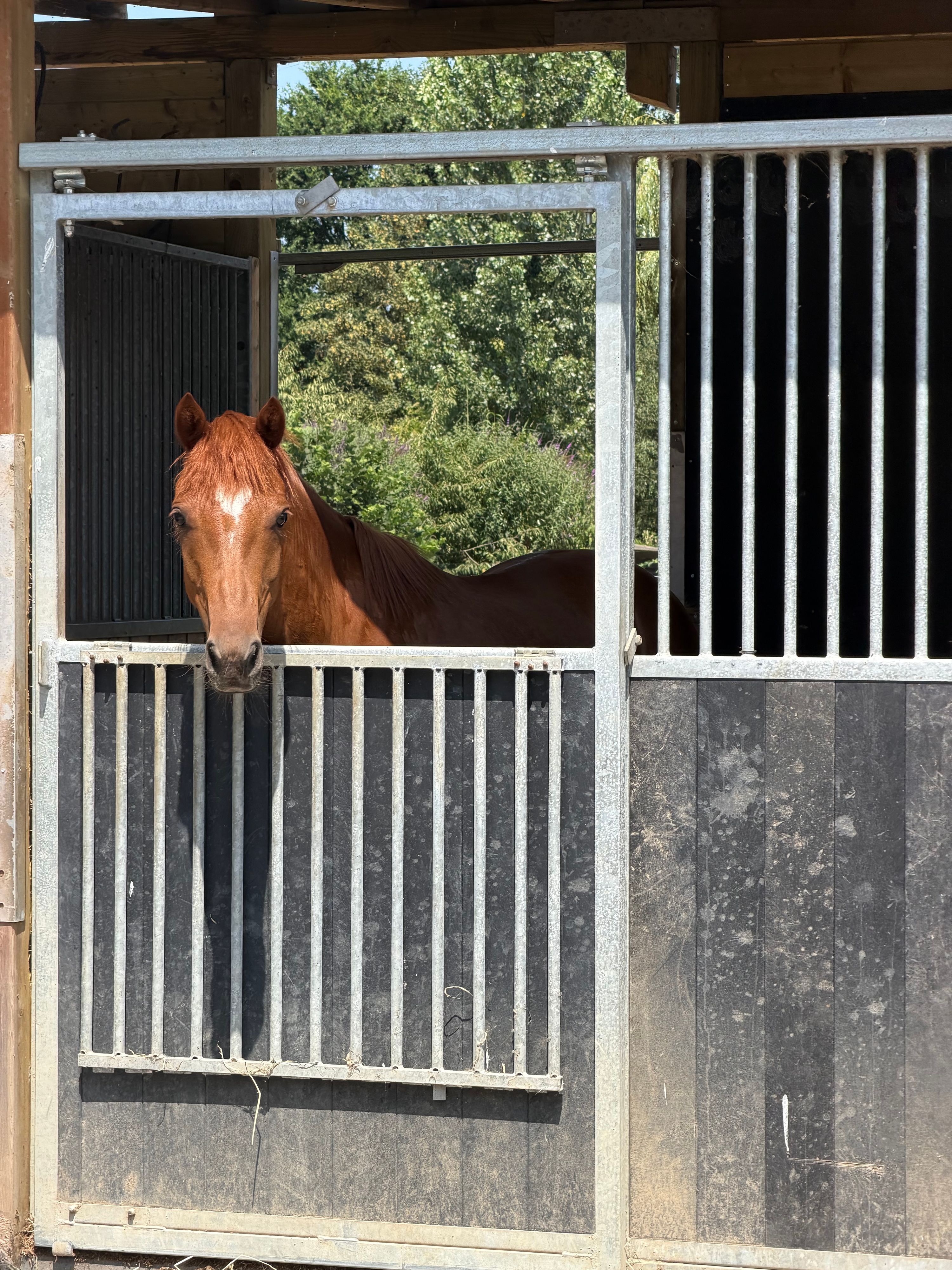 sbs springpony ruin 5 years old vos for sale - Photo 6