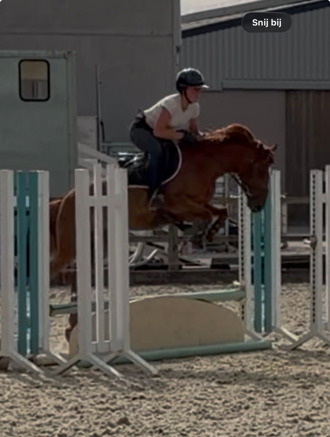 sbs springpony ruin 5 years old vos for sale - Photo 5