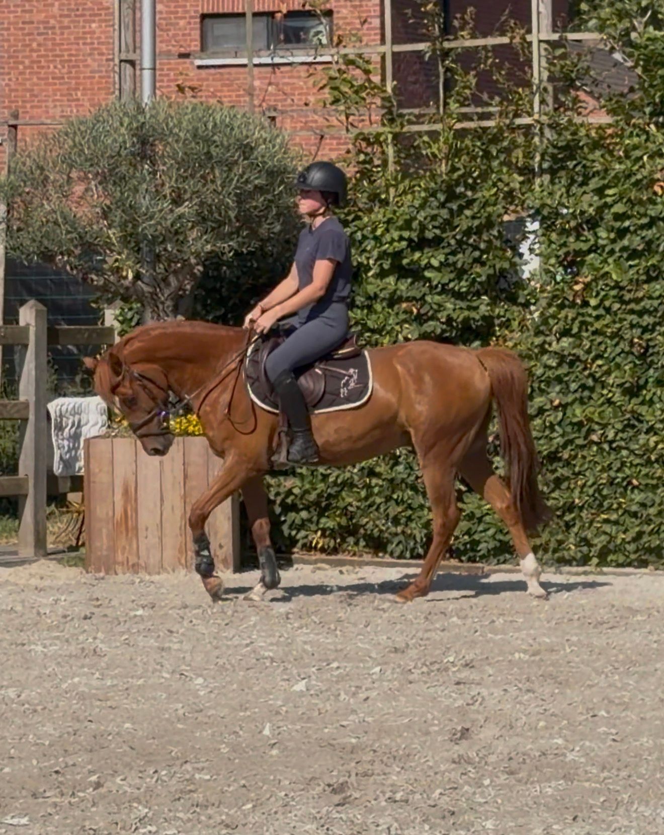 sbs springpony ruin 5 years old vos for sale - Photo 4