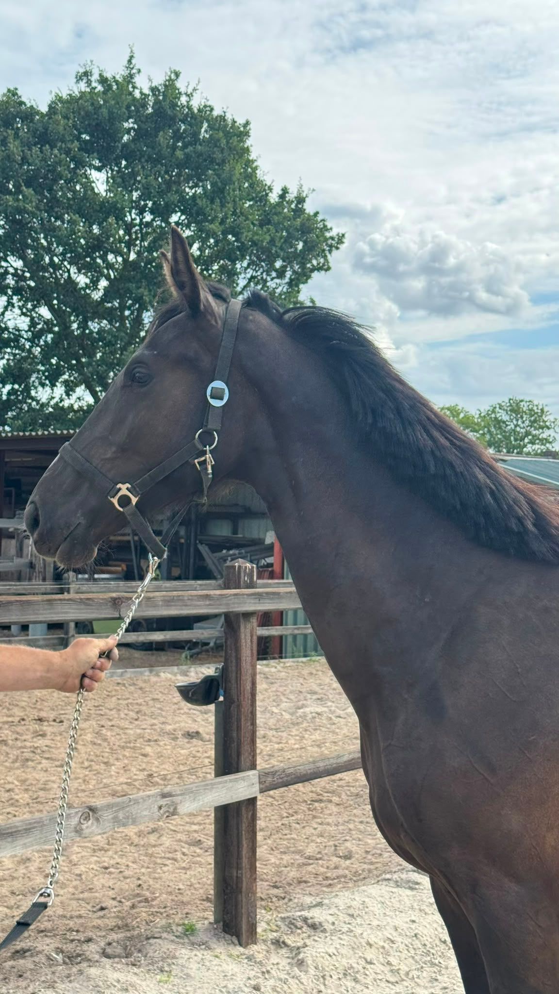 kwpn dressuurpaard merrie 2 anos zwart à venda - Foto 2