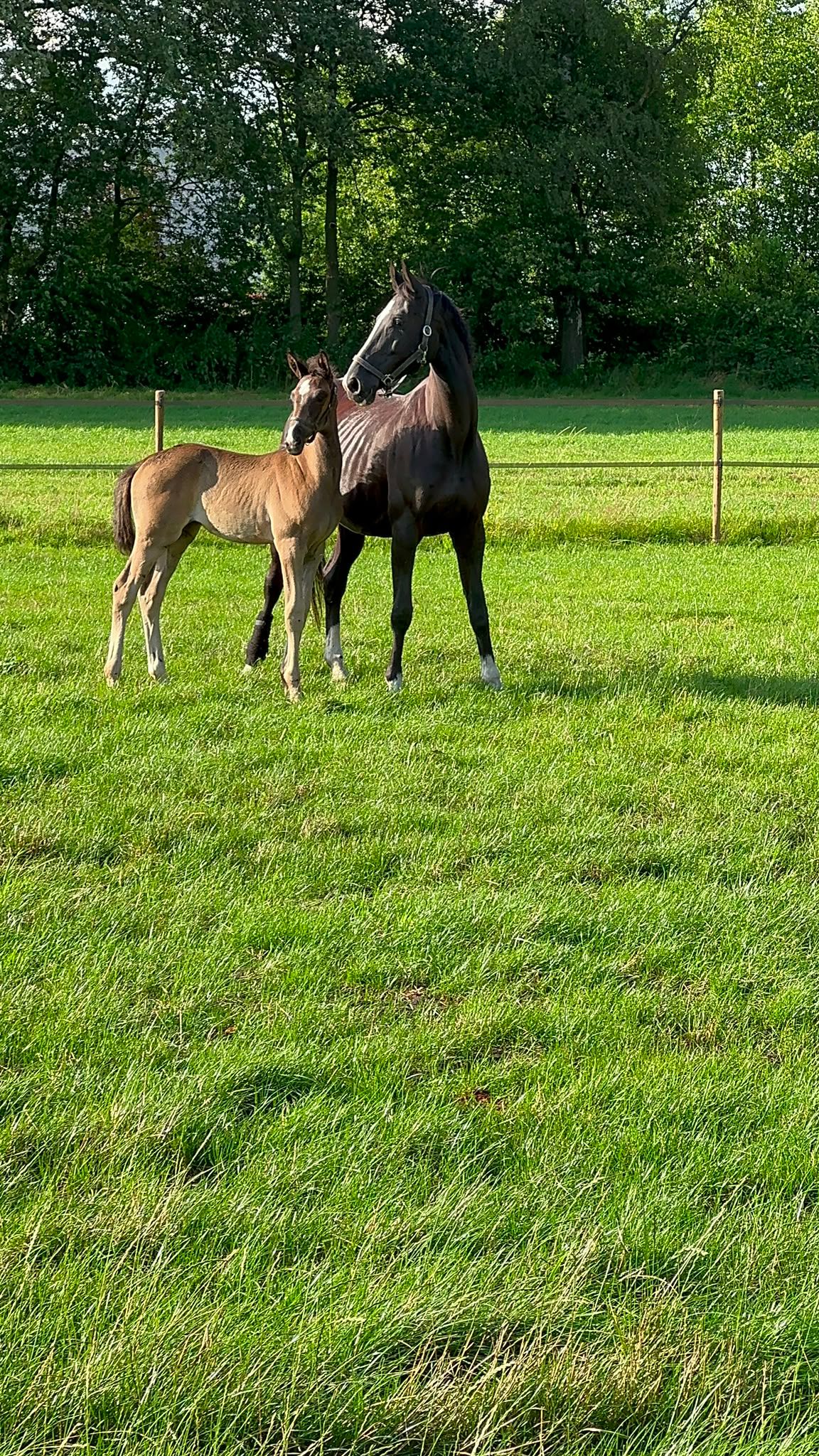 kwpn dressuurpaard merrie 2 anos zwart à venda - Foto 3