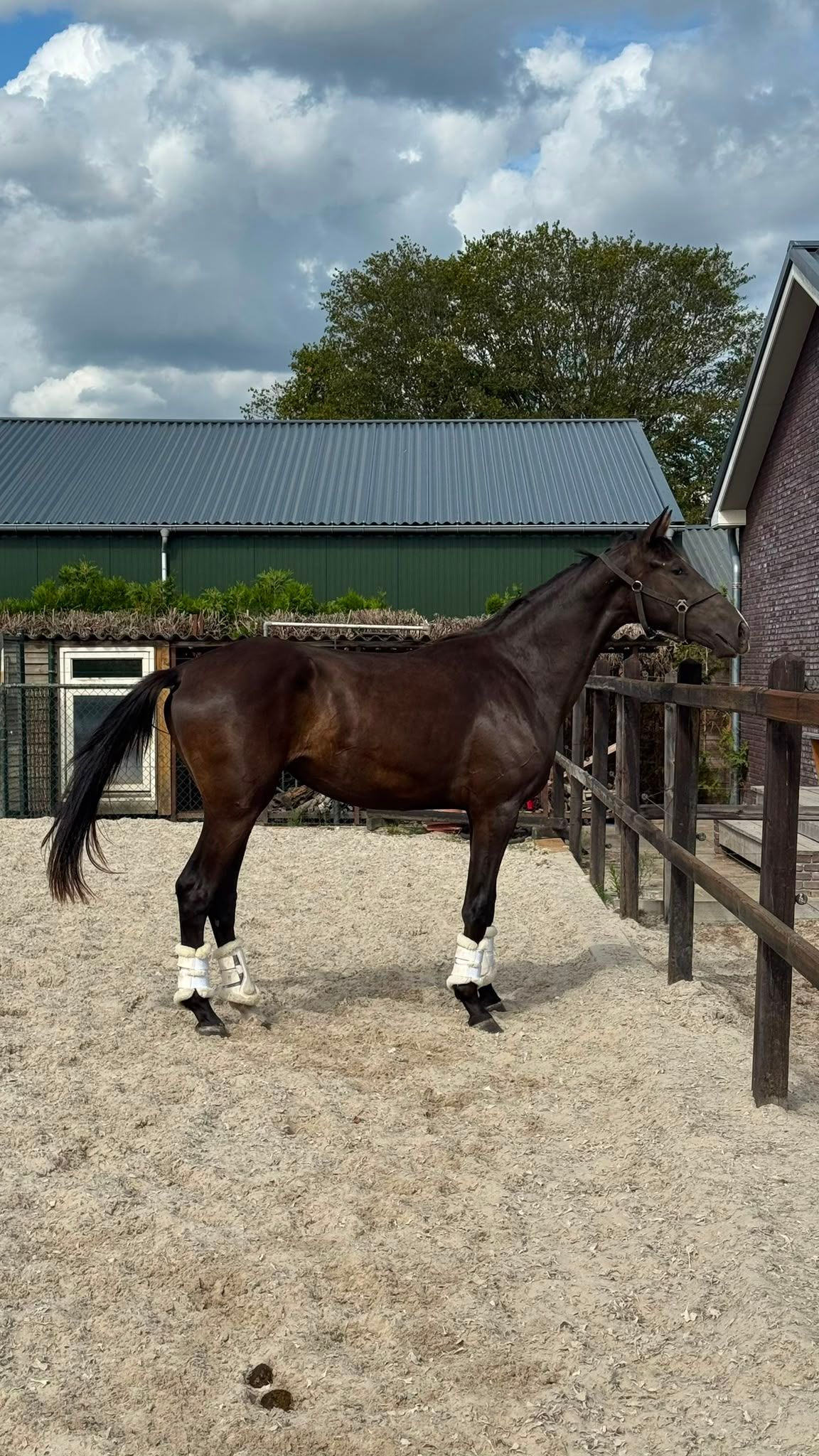 Linda égua jovem, linha Zelma - Égua de dressage e/ou de criação - talentosa