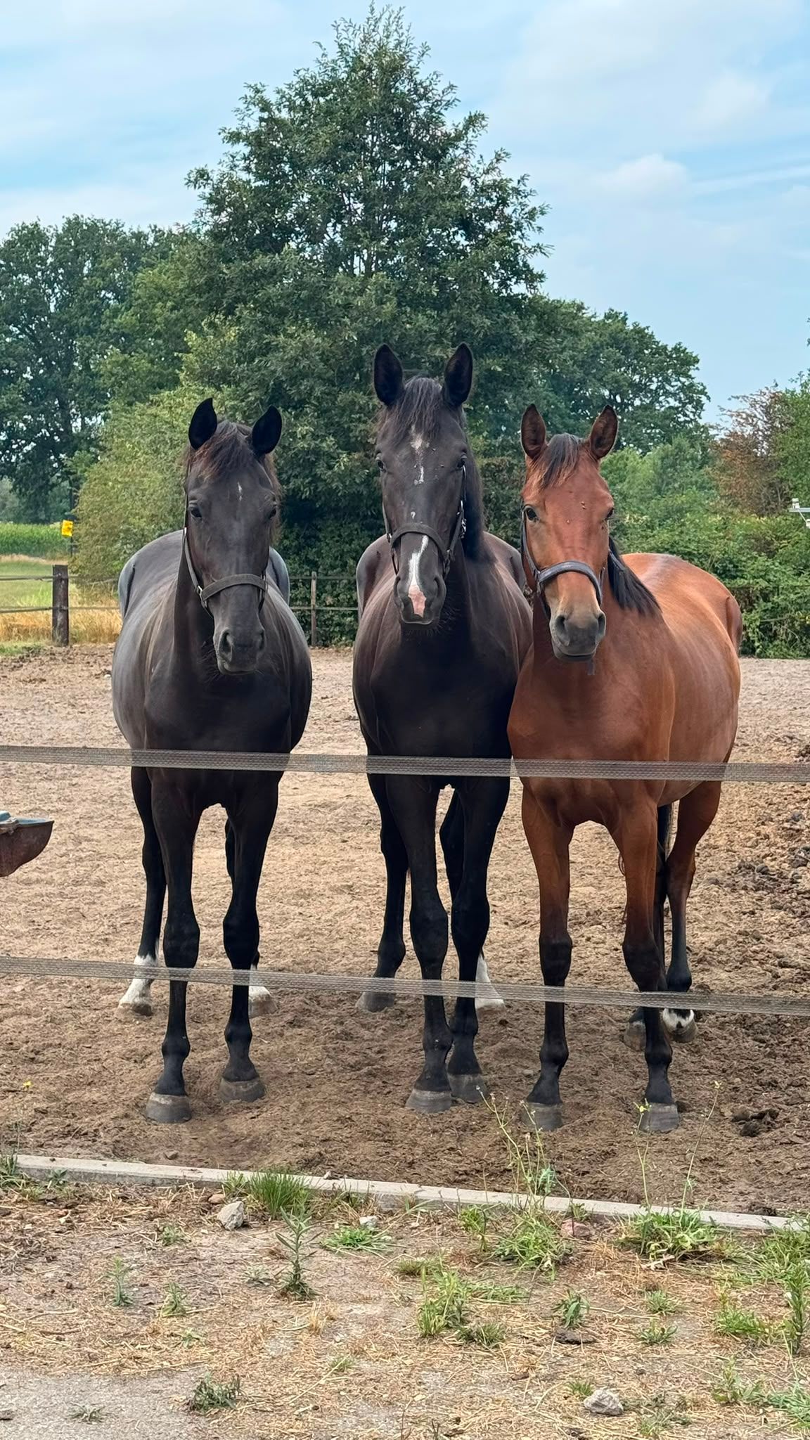 kwpn dressuurpaard merrie 2 anos zwart à venda - Foto 5