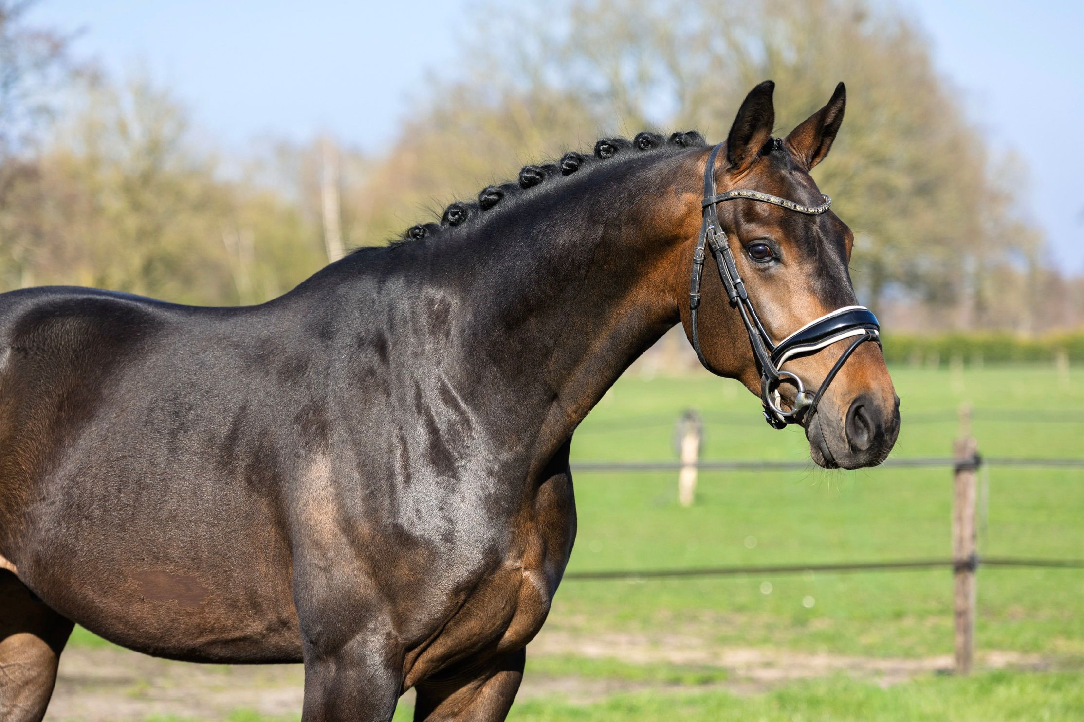 KWPN dressuurpaard ruin 4 años bruin en venta - Foto 2