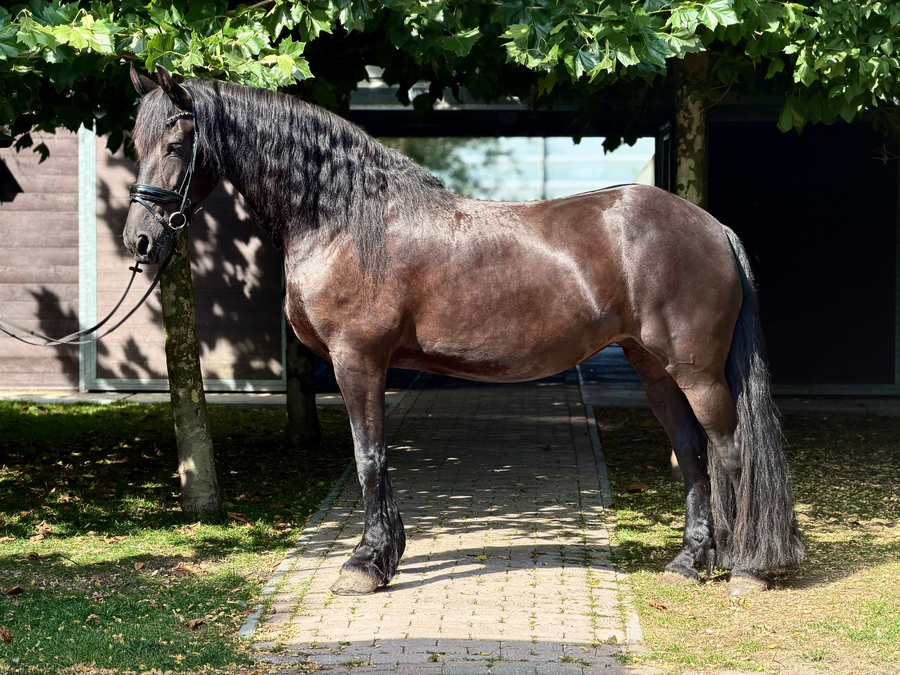 fries merrie 8 歳 zwart 売り出し中 - 写真 3