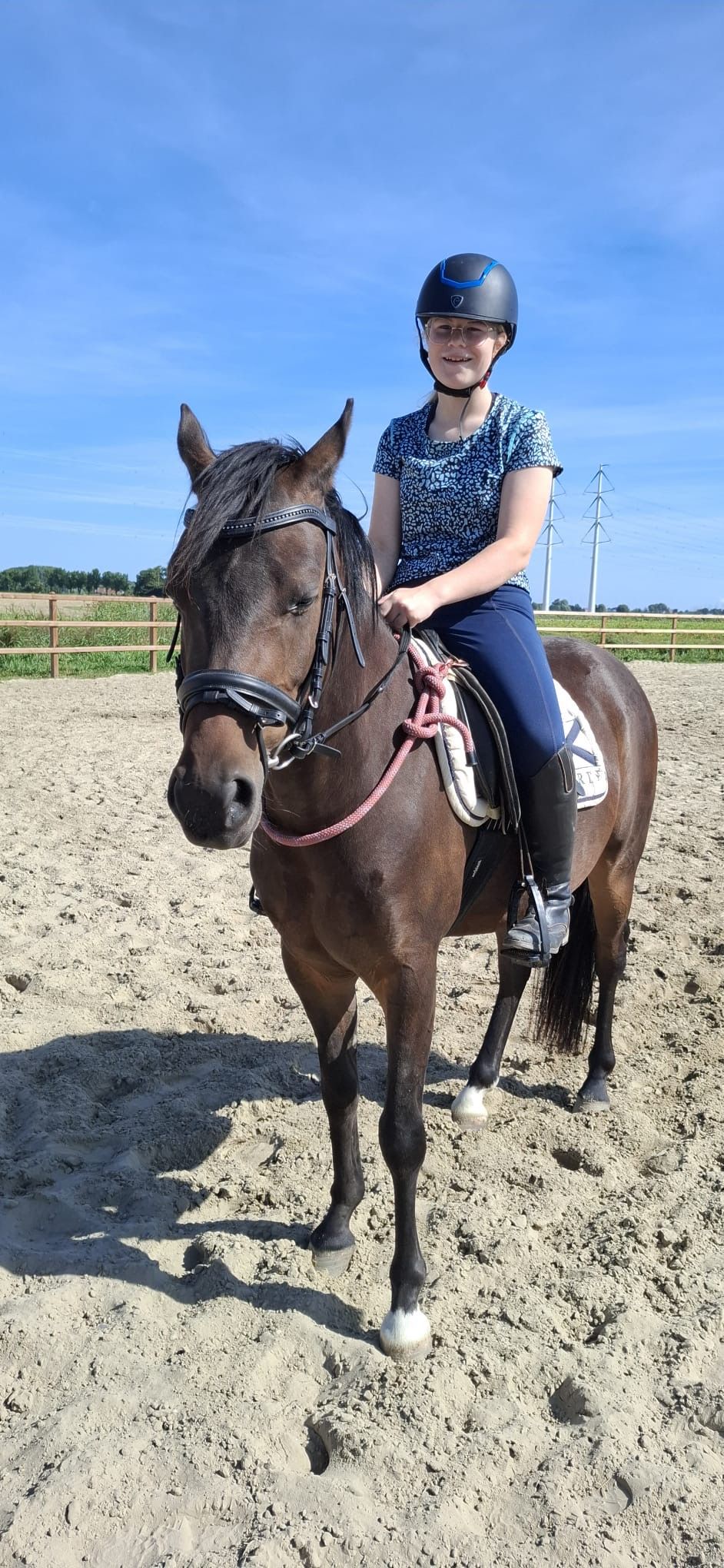 welsh allround-pony ruin 3 jaar donkerbruin te koop - Foto 2