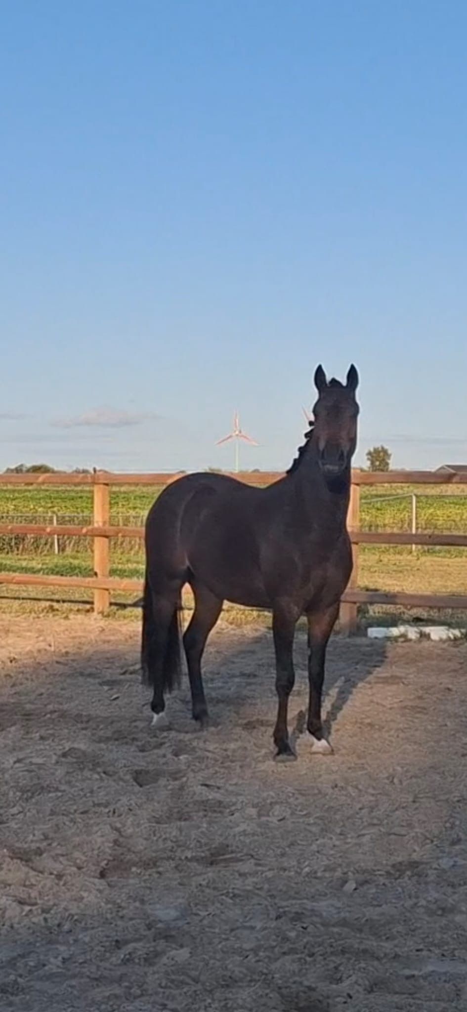 welsh allround-pony ruin 3 jaar donkerbruin te koop - Foto 3