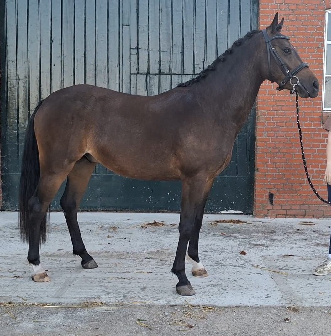 welsh allround-pony ruin 3 jaar donkerbruin te koop - Foto 4