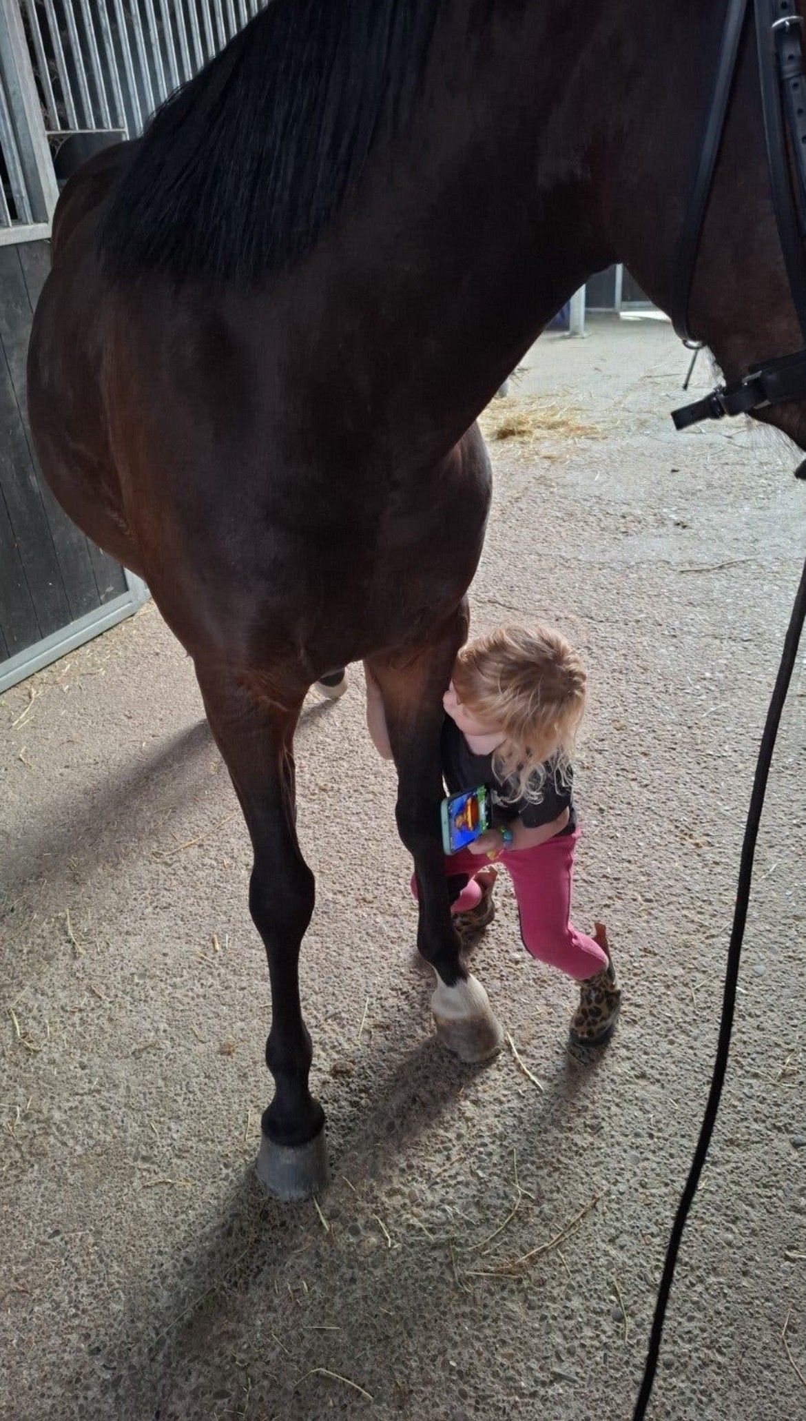 welsh allround-pony ruin 3 jaar donkerbruin te koop - Foto 5