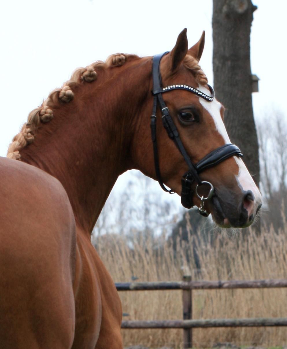 Sej 3-årig rideponyvallak!