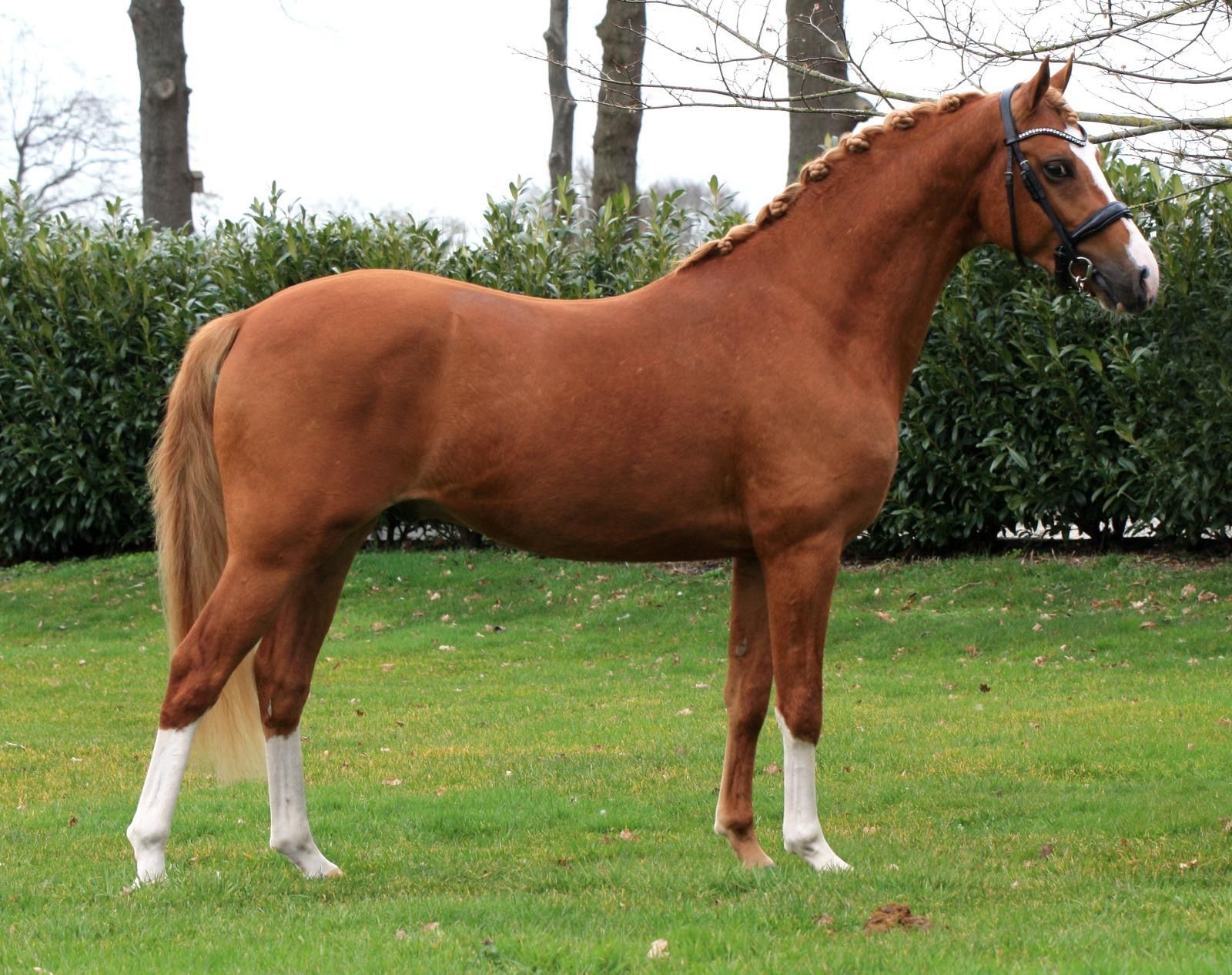 welsh pony ruin 3 Jahre alt vos zu verkaufen - Foto 3