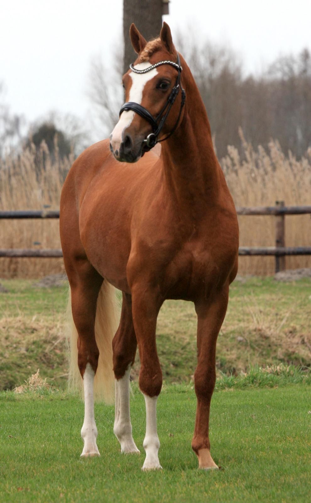 welsh pony ruin 3 Jahre alt vos zu verkaufen - Foto 2