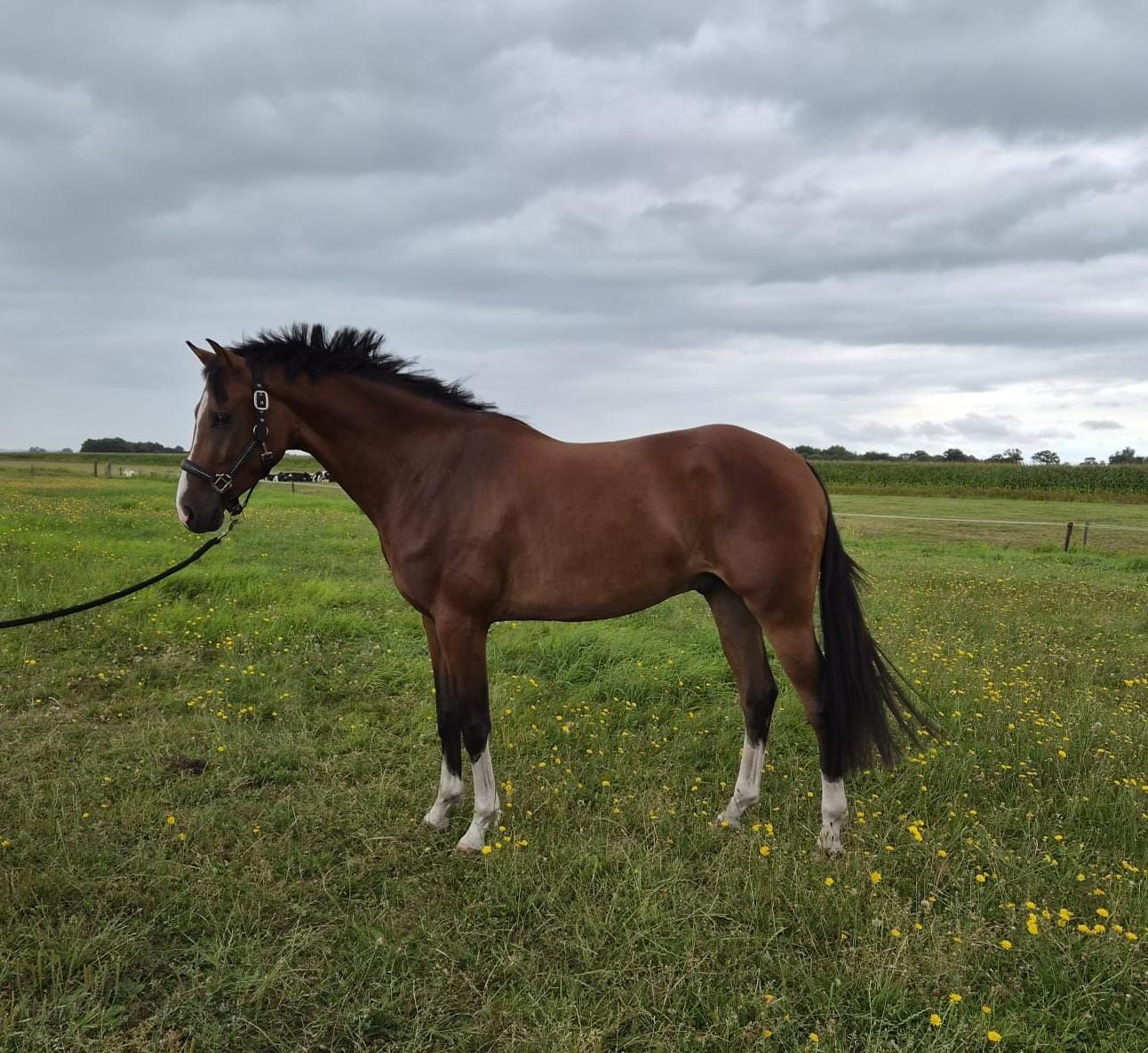 Luxe extreem brave 3-jarig springpaard