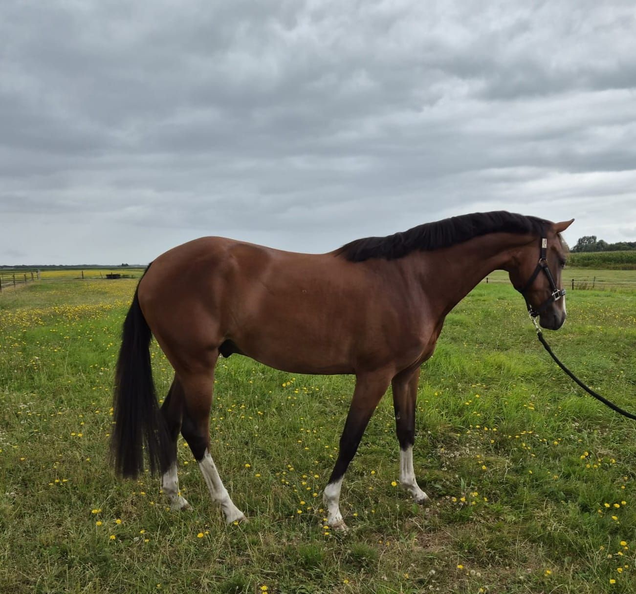 kwpn springpaard ruin 3 år bruin till salu - Foto 3