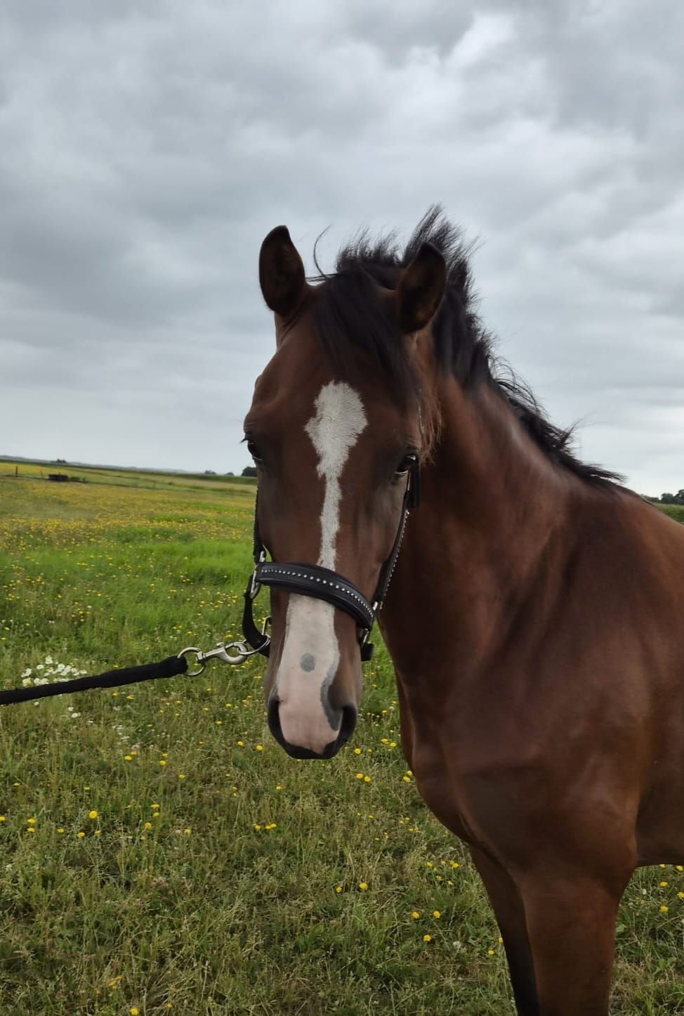 kwpn springpaard ruin 3 år bruin till salu - Foto 2
