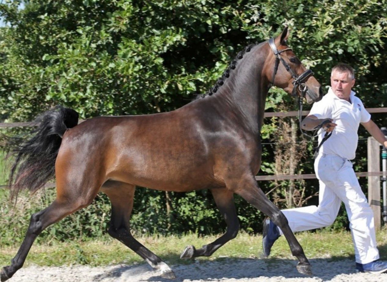 nrps dressuurpony merrie 8 år donkerbruin till salu - Foto 2