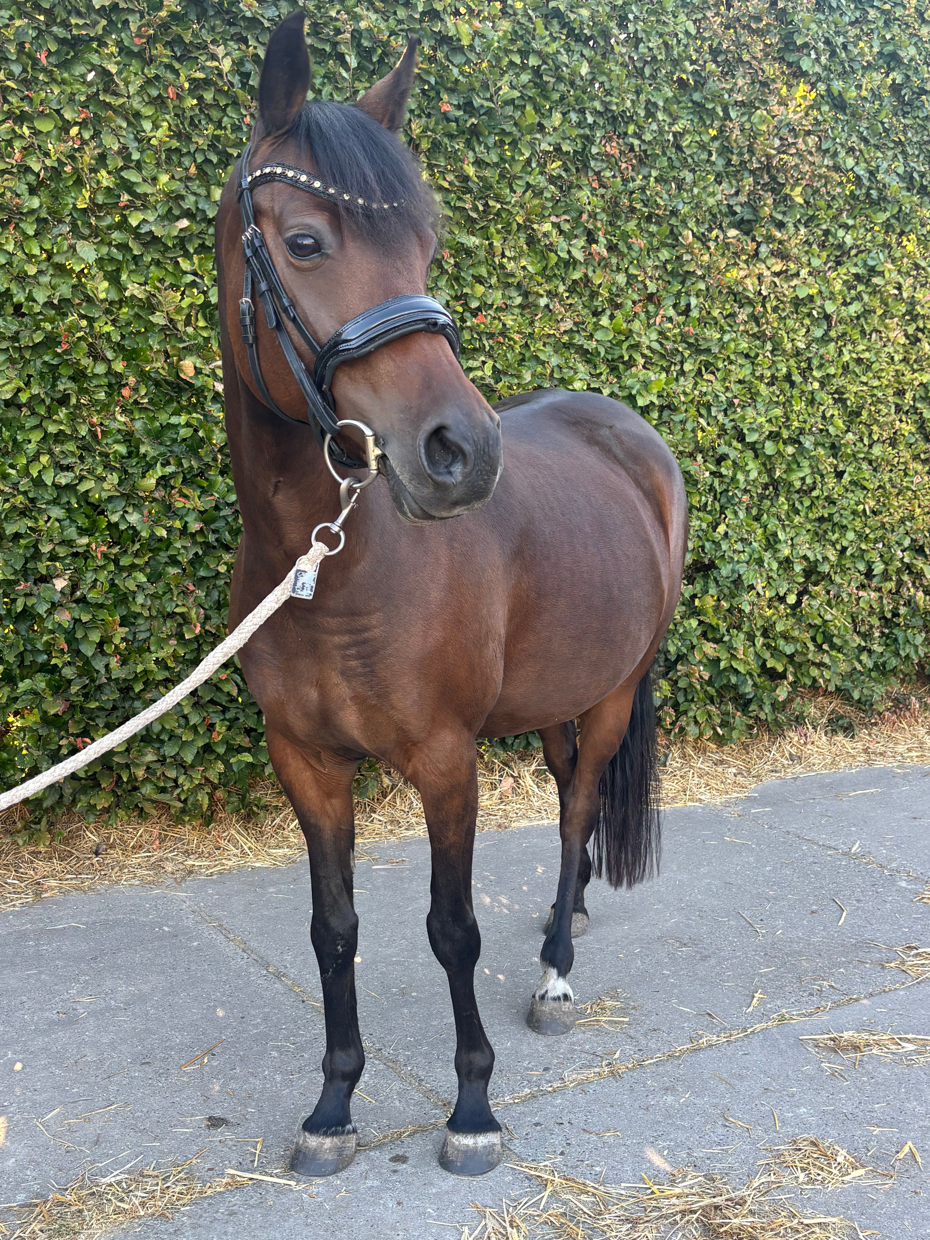 nrps dressuurpony merrie 8 år donkerbruin till salu - Foto 3