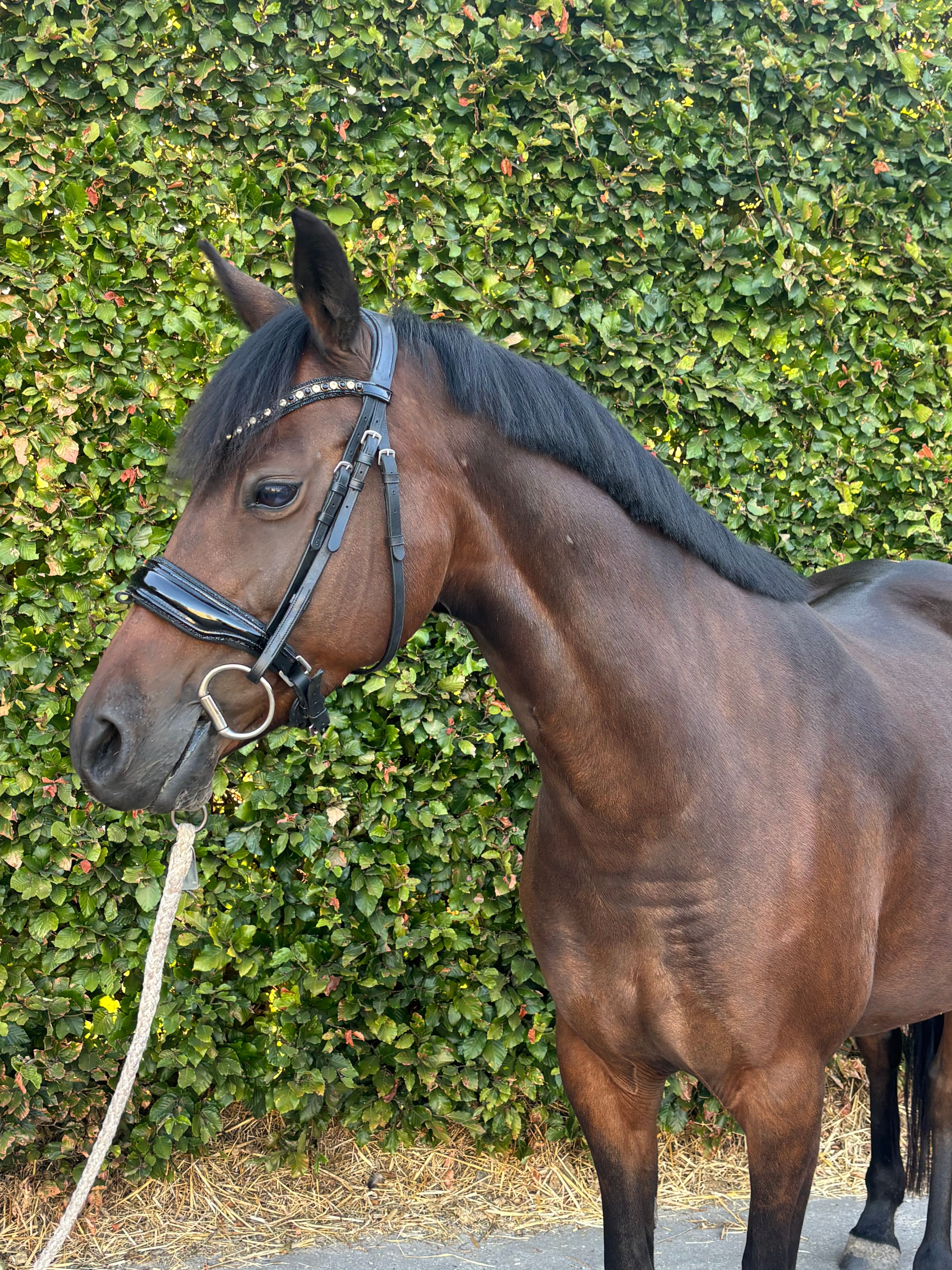 nrps dressuurpony merrie 8 år donkerbruin till salu - Foto 4