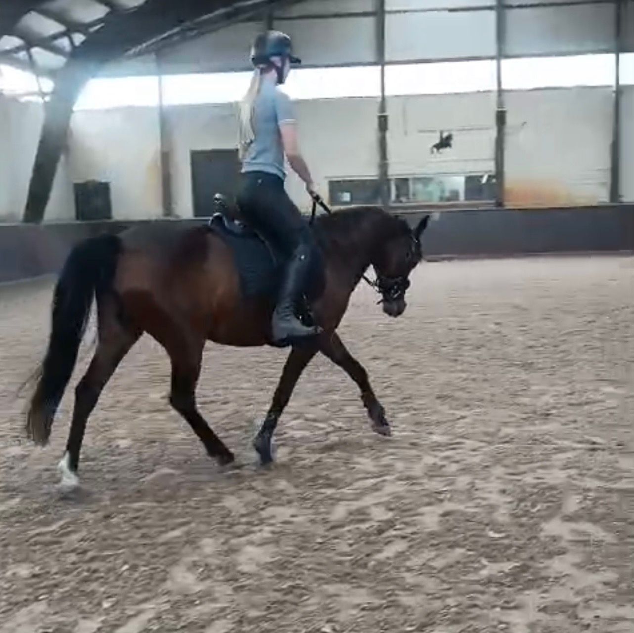 nrps dressuurpony merrie 8 år donkerbruin till salu - Foto 5
