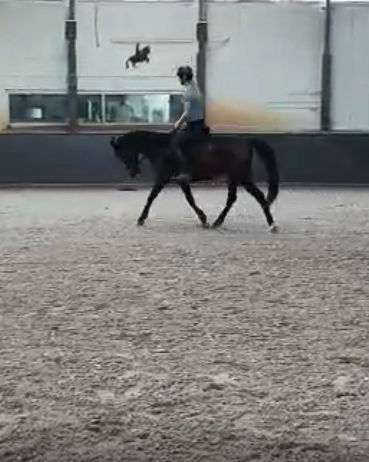 nrps dressuurpony merrie 8 år donkerbruin till salu - Foto 6
