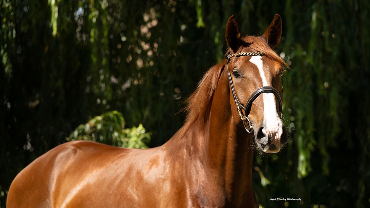 kwpn dressuurpaard ruin 3 anni vos in vendita - Foto 6