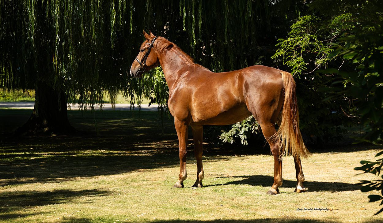 kwpn dressuurpaard ruin 3 anni vos in vendita - Foto 4
