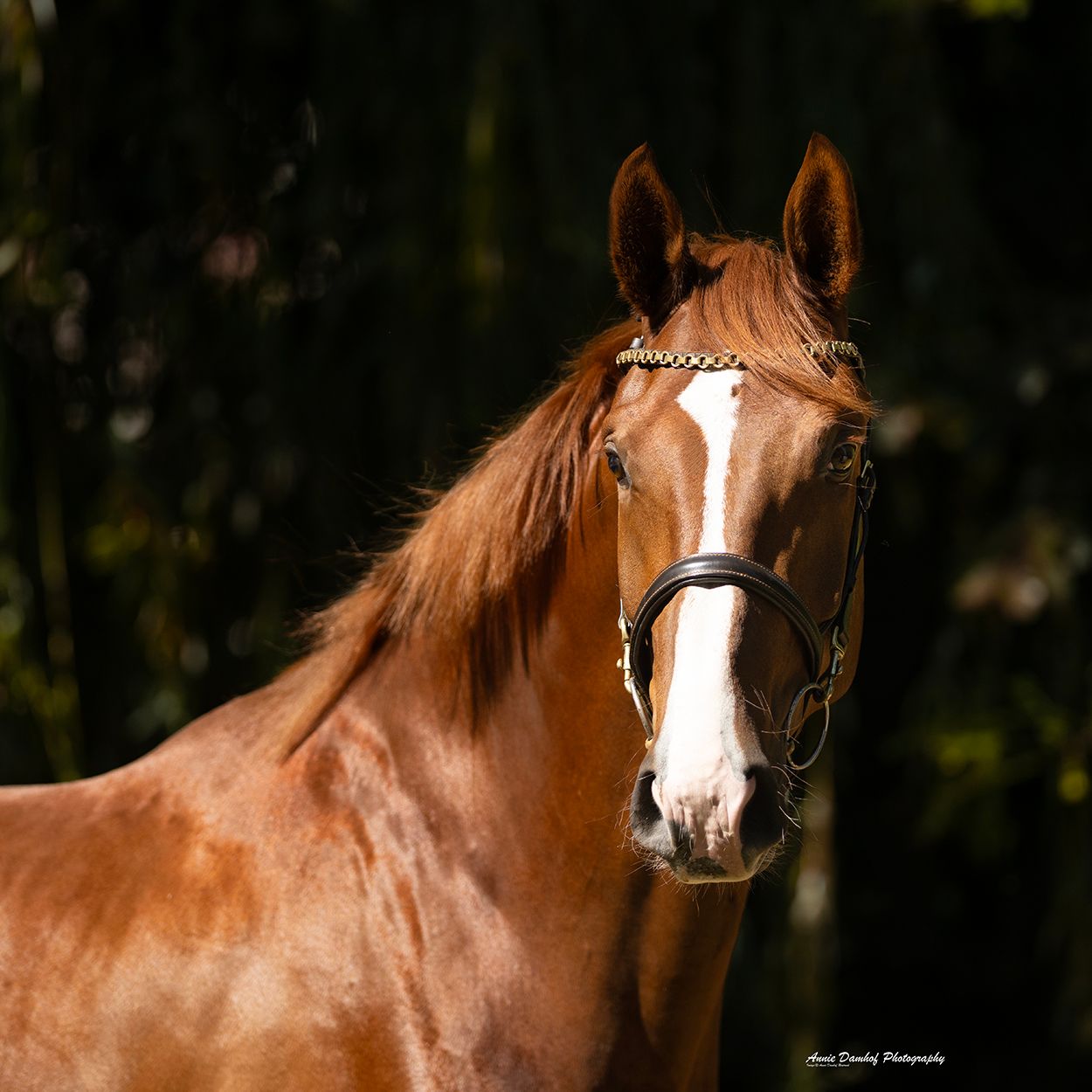 kwpn dressuurpaard ruin 3 anni vos in vendita - Foto 2